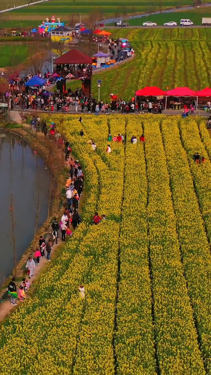 瑞安桐浦油菜花已经盛开错过待来年