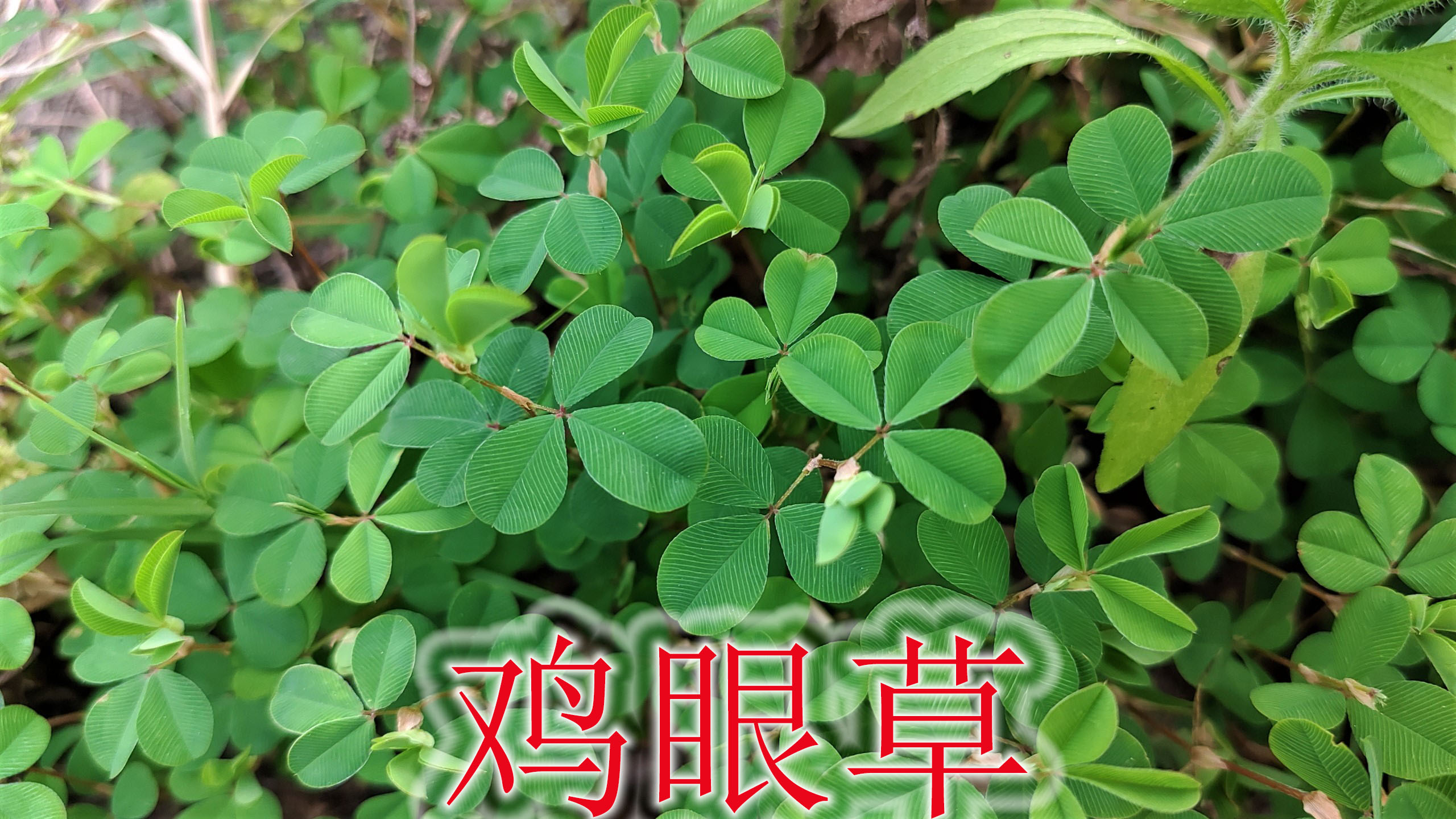 农村的“鸡眼草”认识吗?植物有几大用途,遇见可别错过!