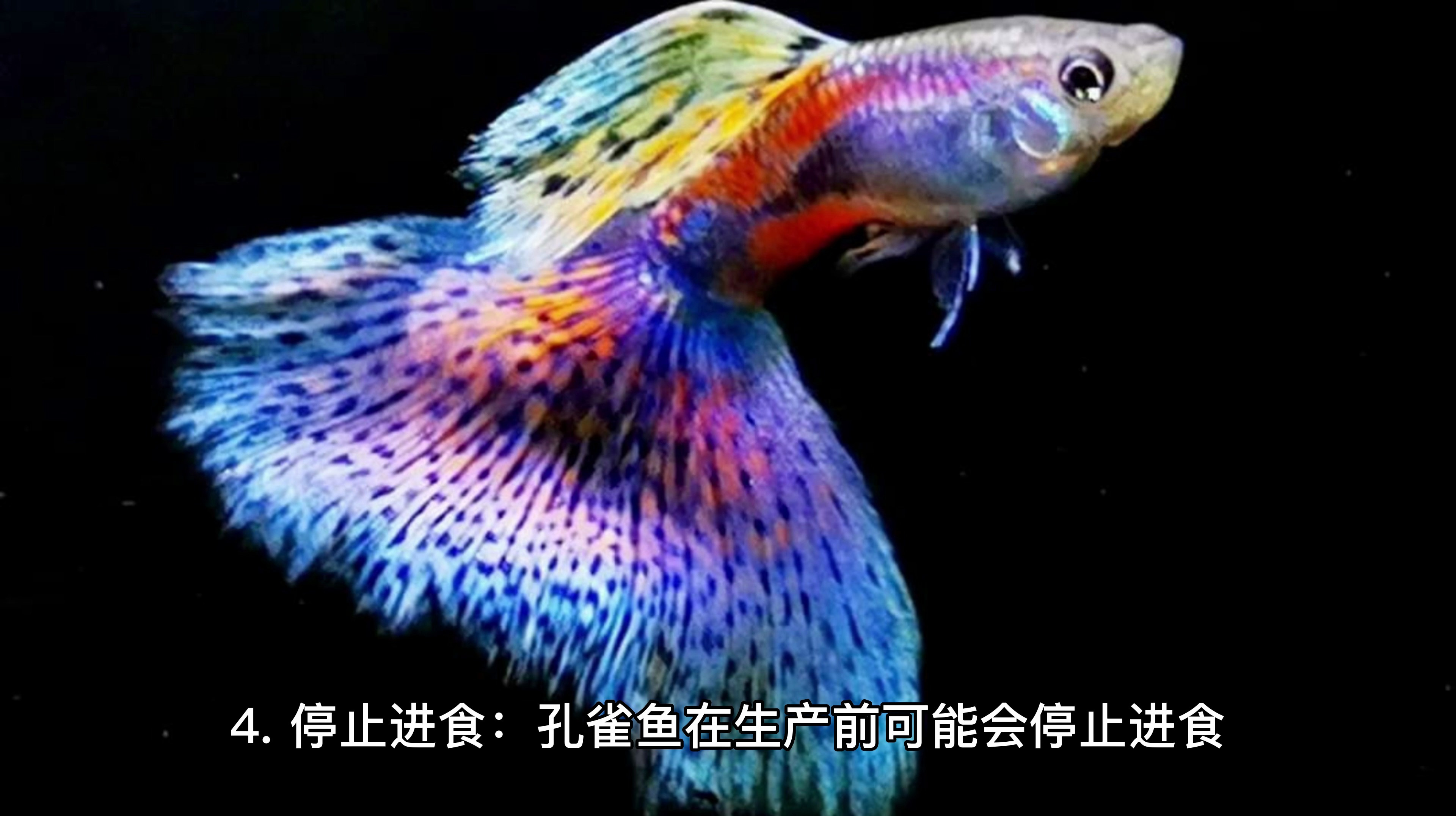 怎么知道孔雀鱼要生了