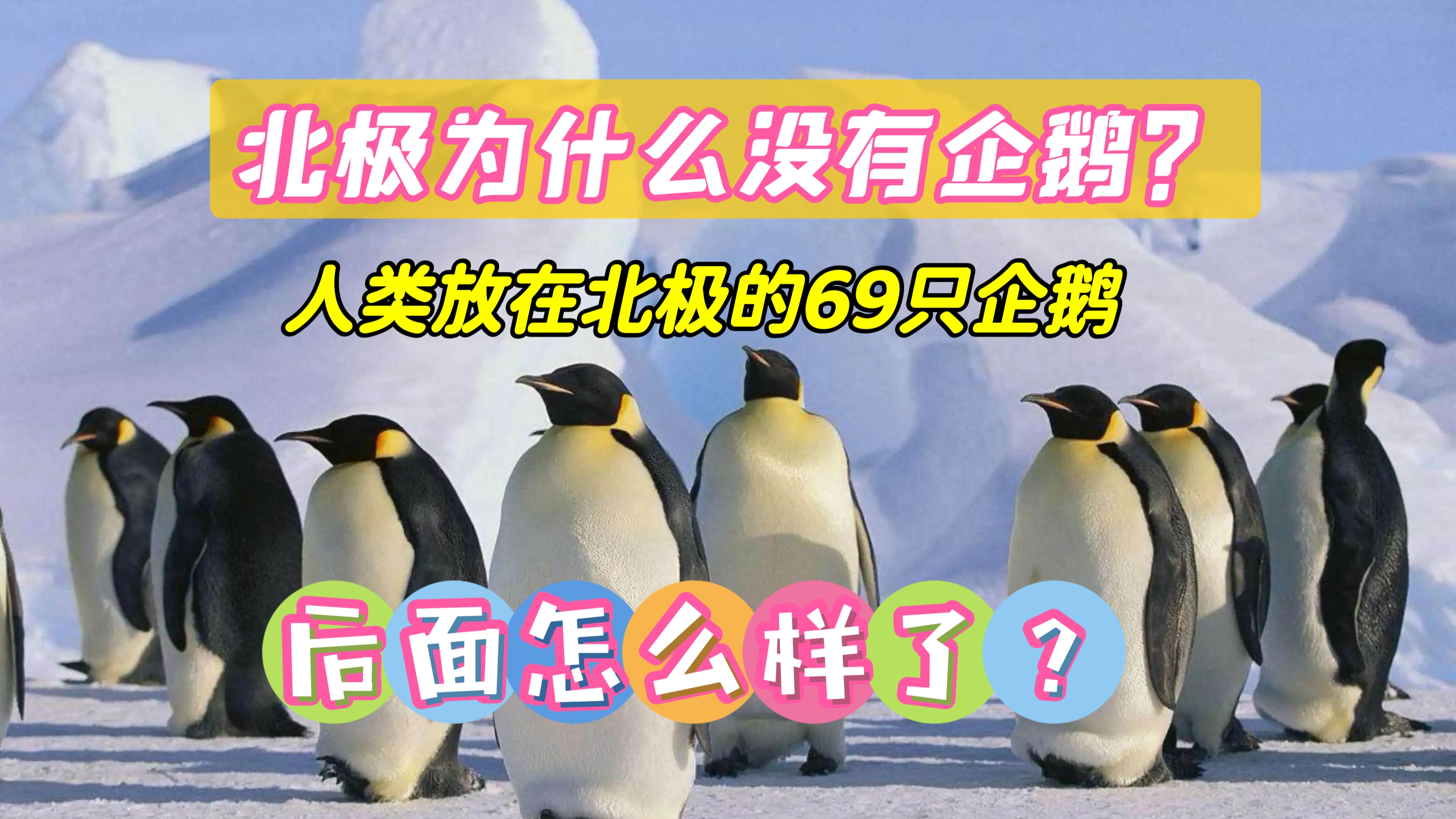 北极为什么没有企鹅?科学家当年在北极放的企鹅,后面怎样了?