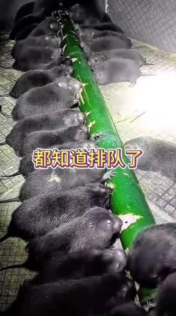 小动物还知道排队,真是太可爱啦