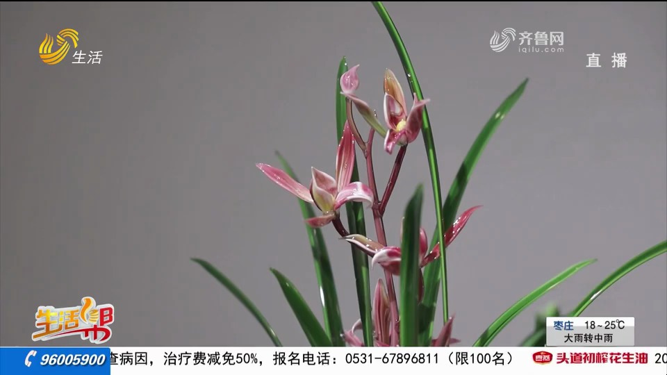 宋苗:将想法融入琉璃制作,做出豆芽、多肉等琉璃盆景,超好看