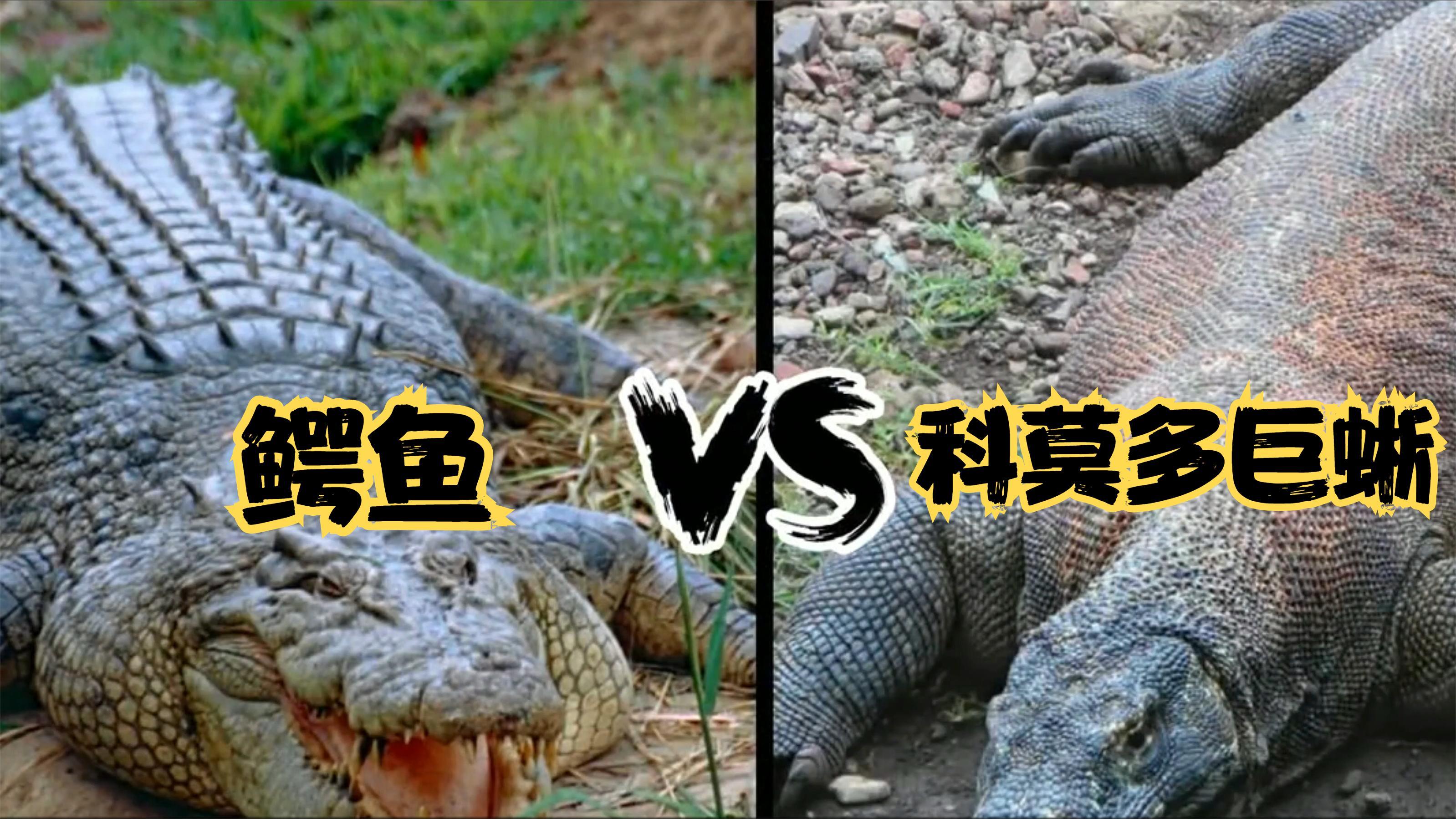 科莫多巨蜥生吞猴子,如果科莫多巨蜥碰上鳄鱼将会是怎么结局?