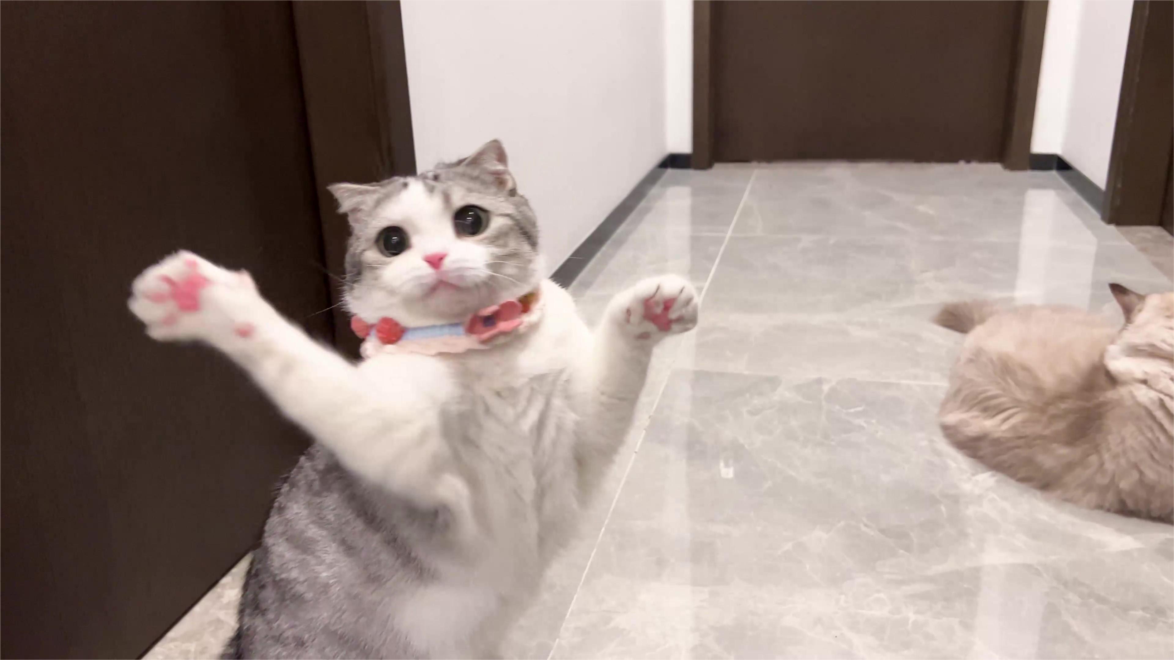 出现了工具猫!泡芙为了冻干让弟弟为她打工!