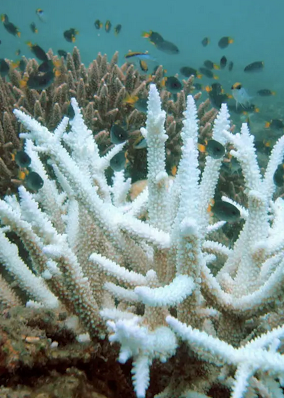 澳大利亚大堡礁珊瑚出现"广泛白化"