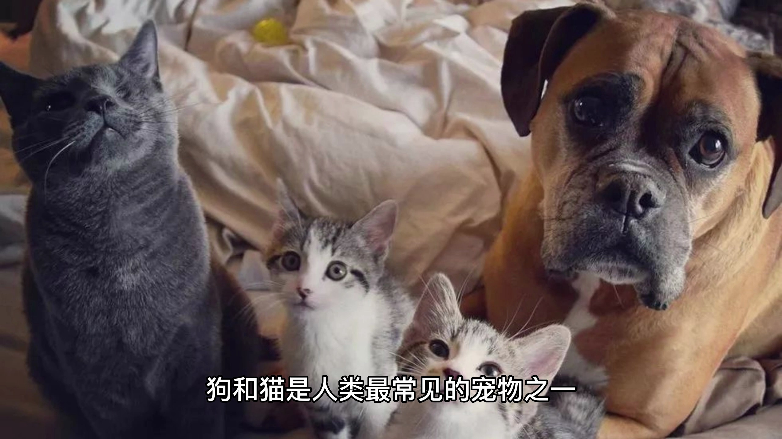 狗和猫是最常见的宠物,它们都属于哺乳动物,你更喜欢哪种宠物呢