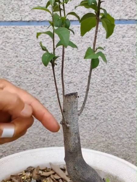 老鸦柿的短头该如何处理新发的嫩枝该如何修剪造型看操作