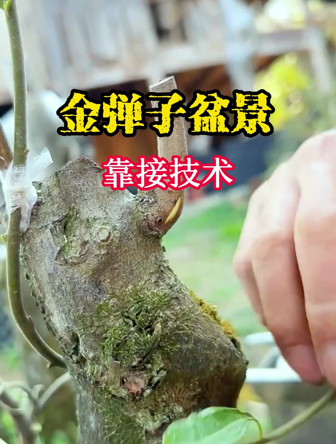 金弹子嫁接技术之靠接技术,你有没有试过这种呢?-度小视