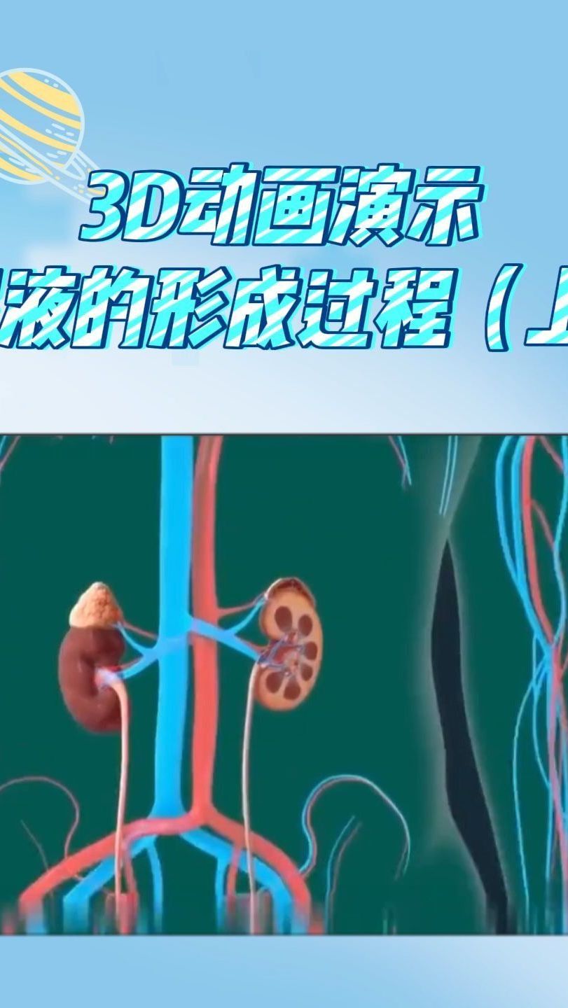 3d动画演示尿液的形成过程