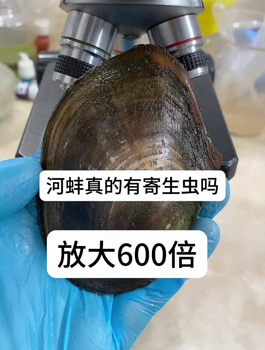 河蚌里面真的有寄生虫吗,显微镜放大一看,以后都不敢吃了