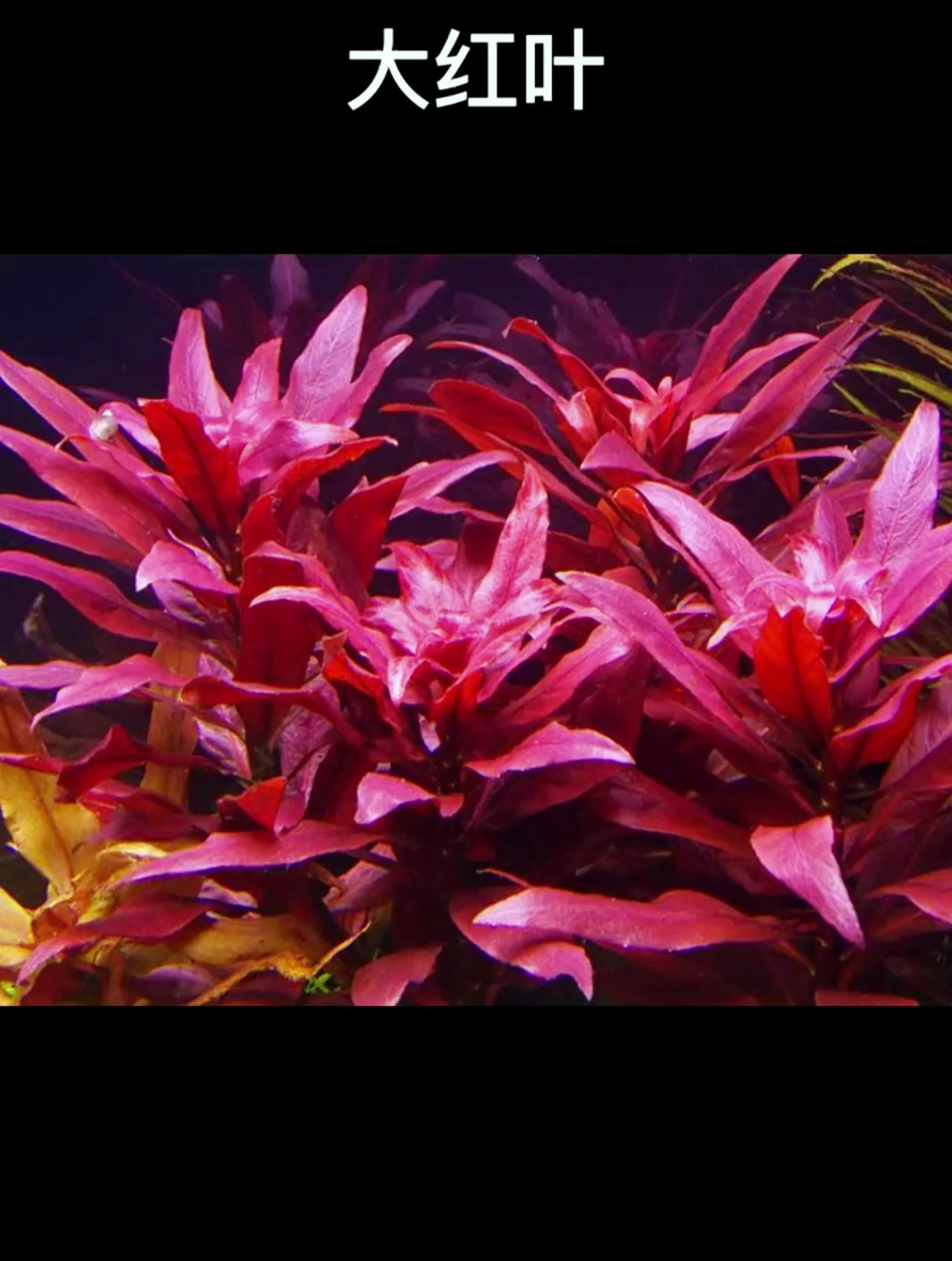 这么漂亮的后景水草!养在鱼缸里一定很棒吧!