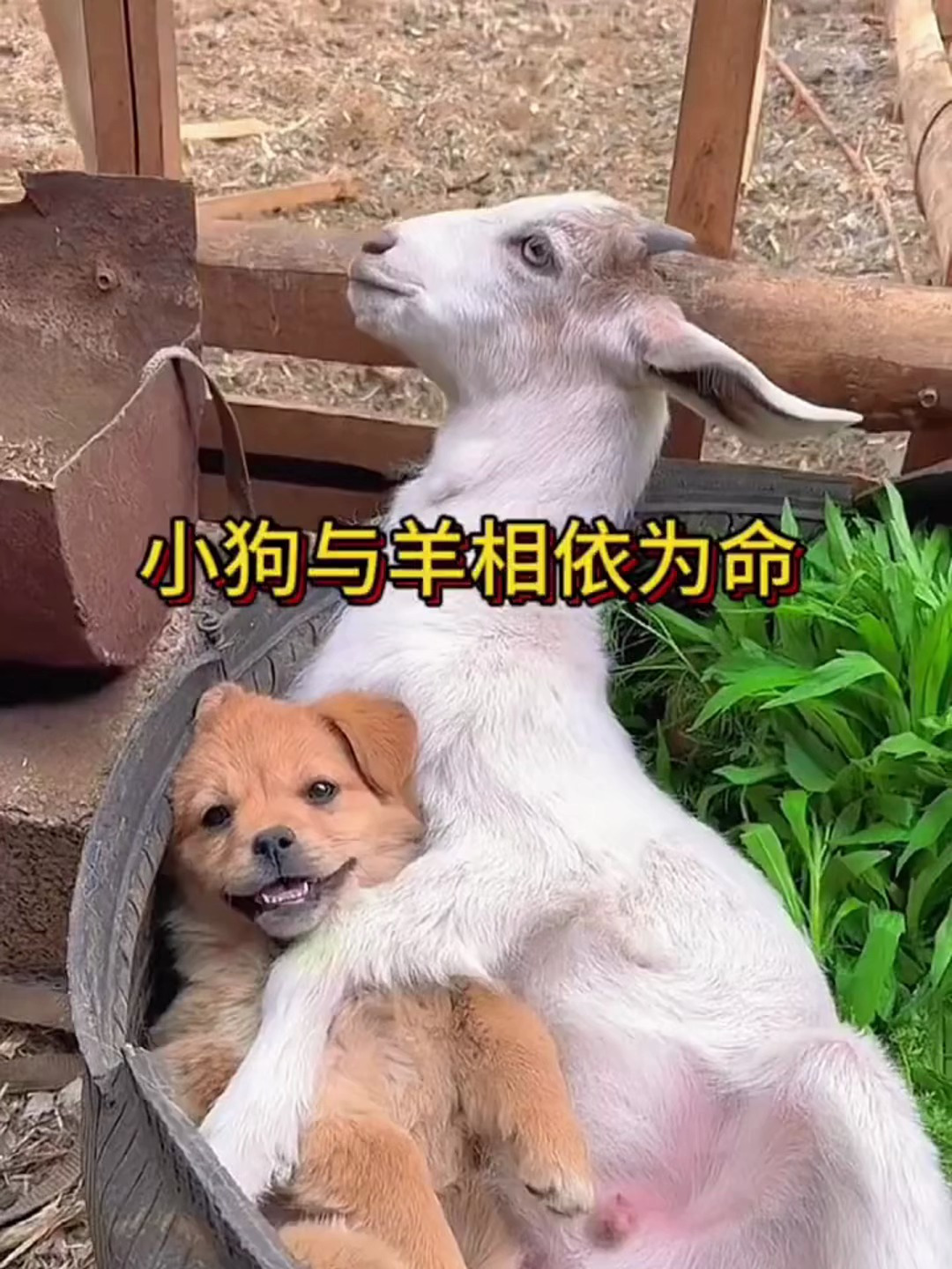这一幕真的简直太有爱了,一只小羊抱着一只小狗在盆里面玩耍