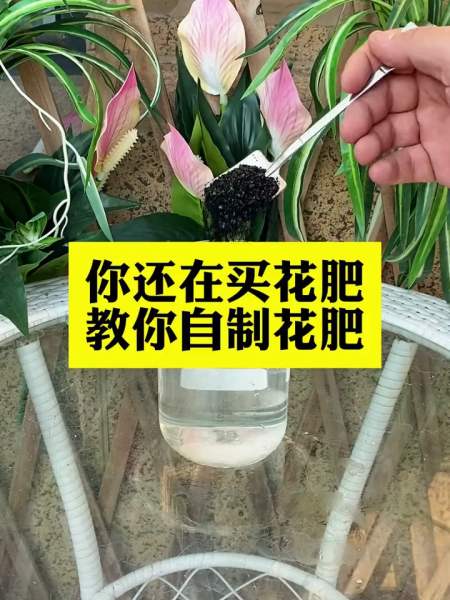 爱花人士你还在买花肥吗教你自制花肥