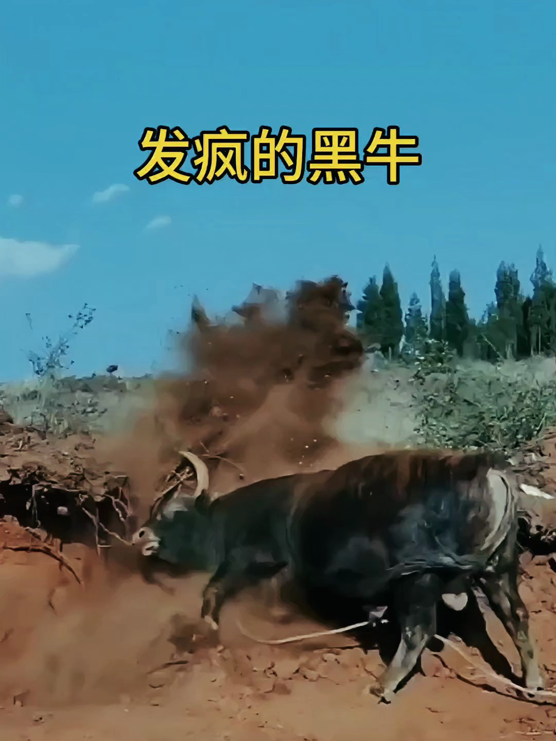 农场主家喂养的一头大黑牛发疯了,一副怒火冲天的