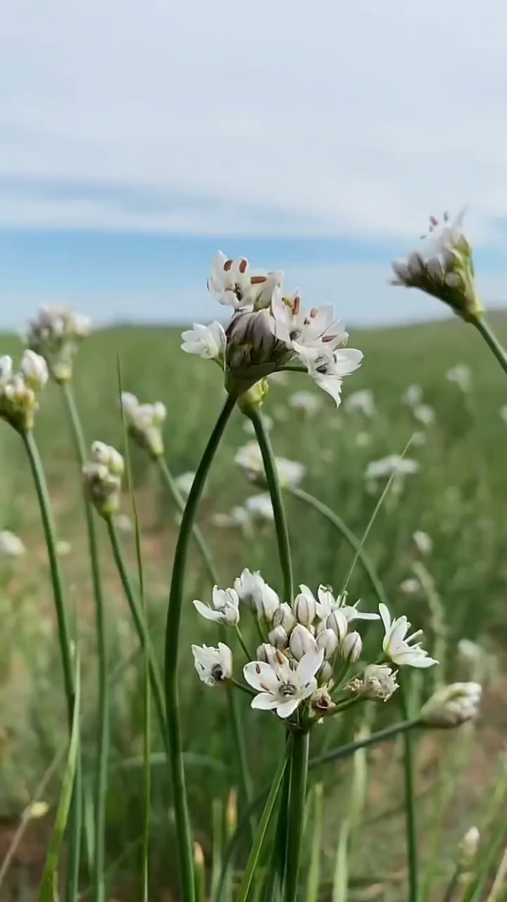 内蒙人现摘的韭菜花,做成韭花酱,蘸上肉香极了!-度小视