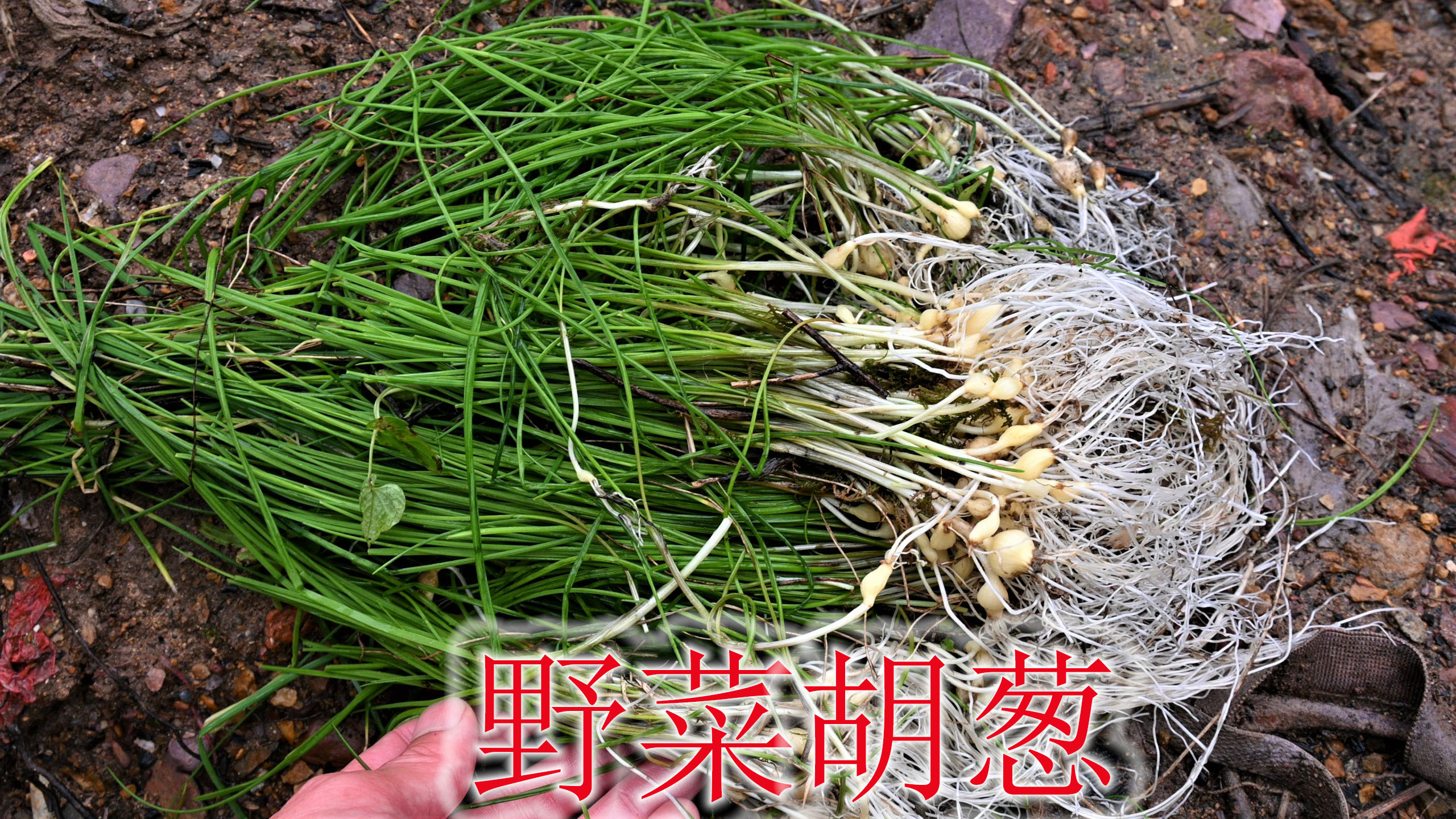 农村常见的野菜胡葱,植物学名“薤白”,煎鸡蛋炒腊肉贼下饭