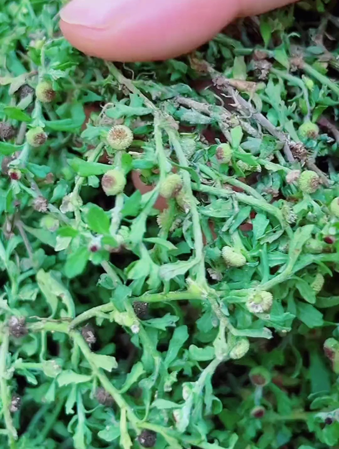 石胡荽又名鹅不吃草