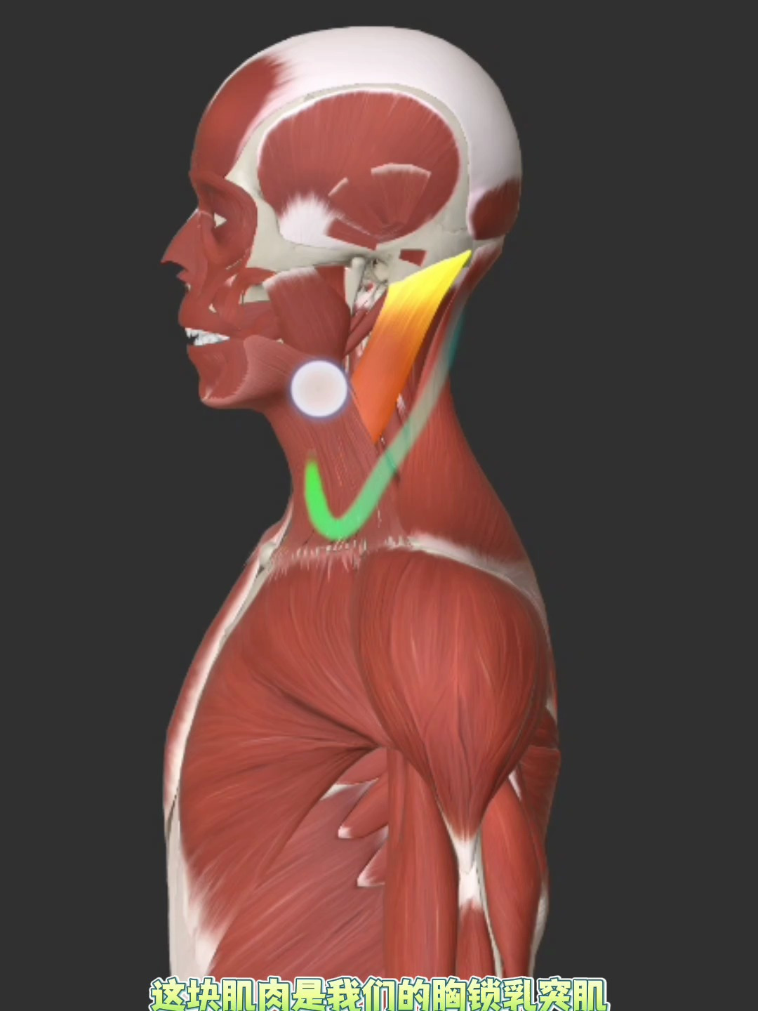 胸锁乳突肌起于止于图片