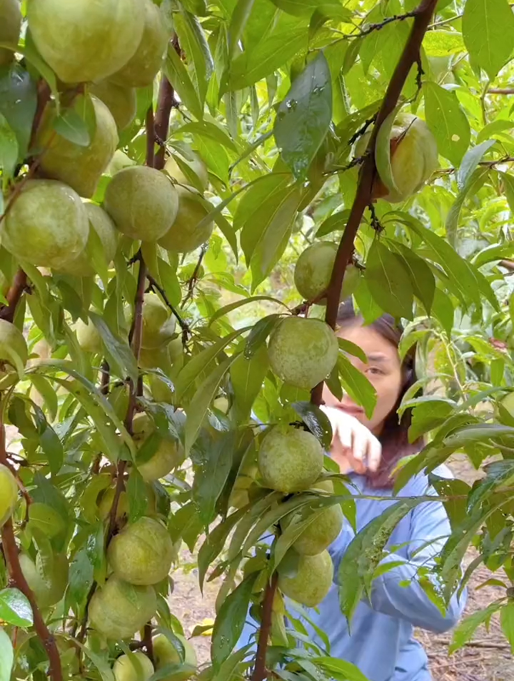 脆甜可口 优质农产品 古田油奈