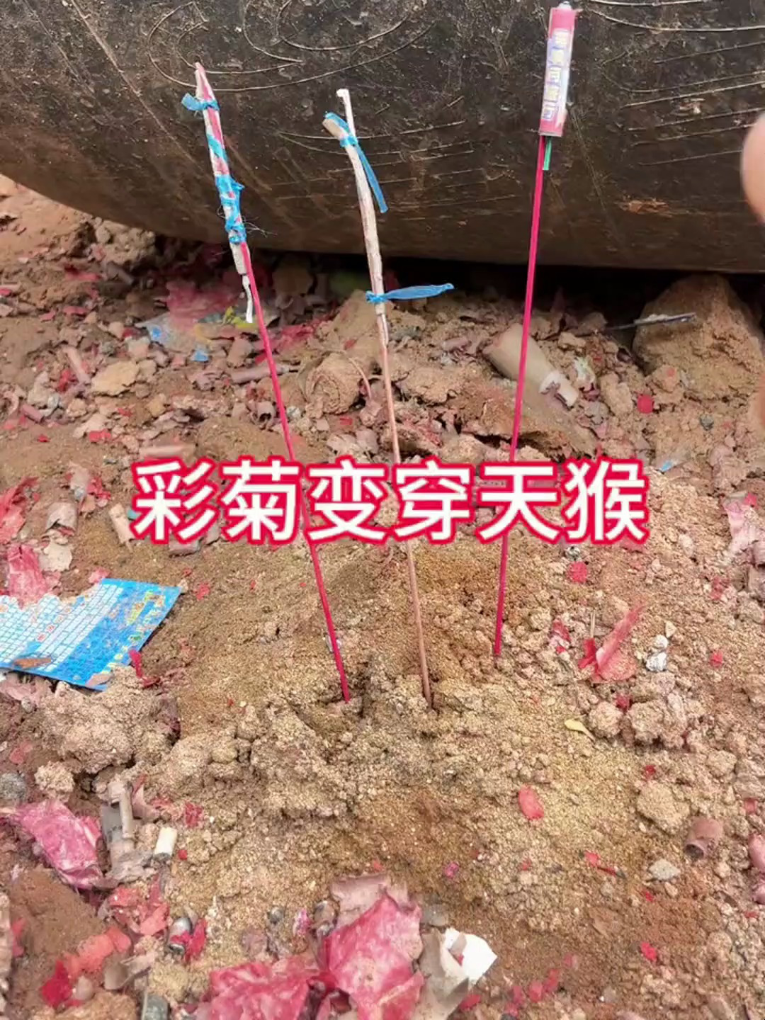 彩菊鞭炮秒变窜天猴