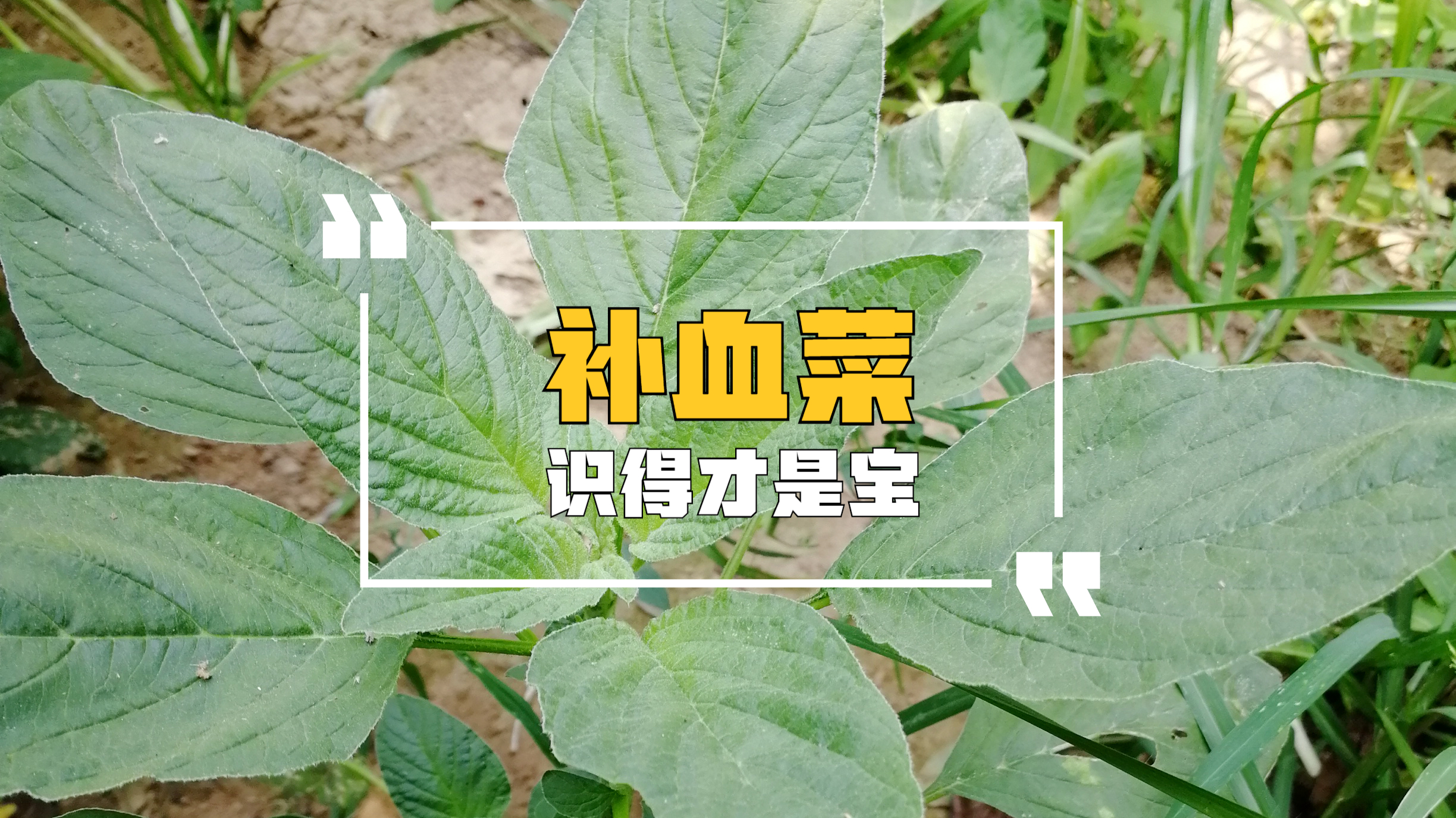 它被称为“长寿菜”,又名“补血菜”,若长在你家路旁,别不认识