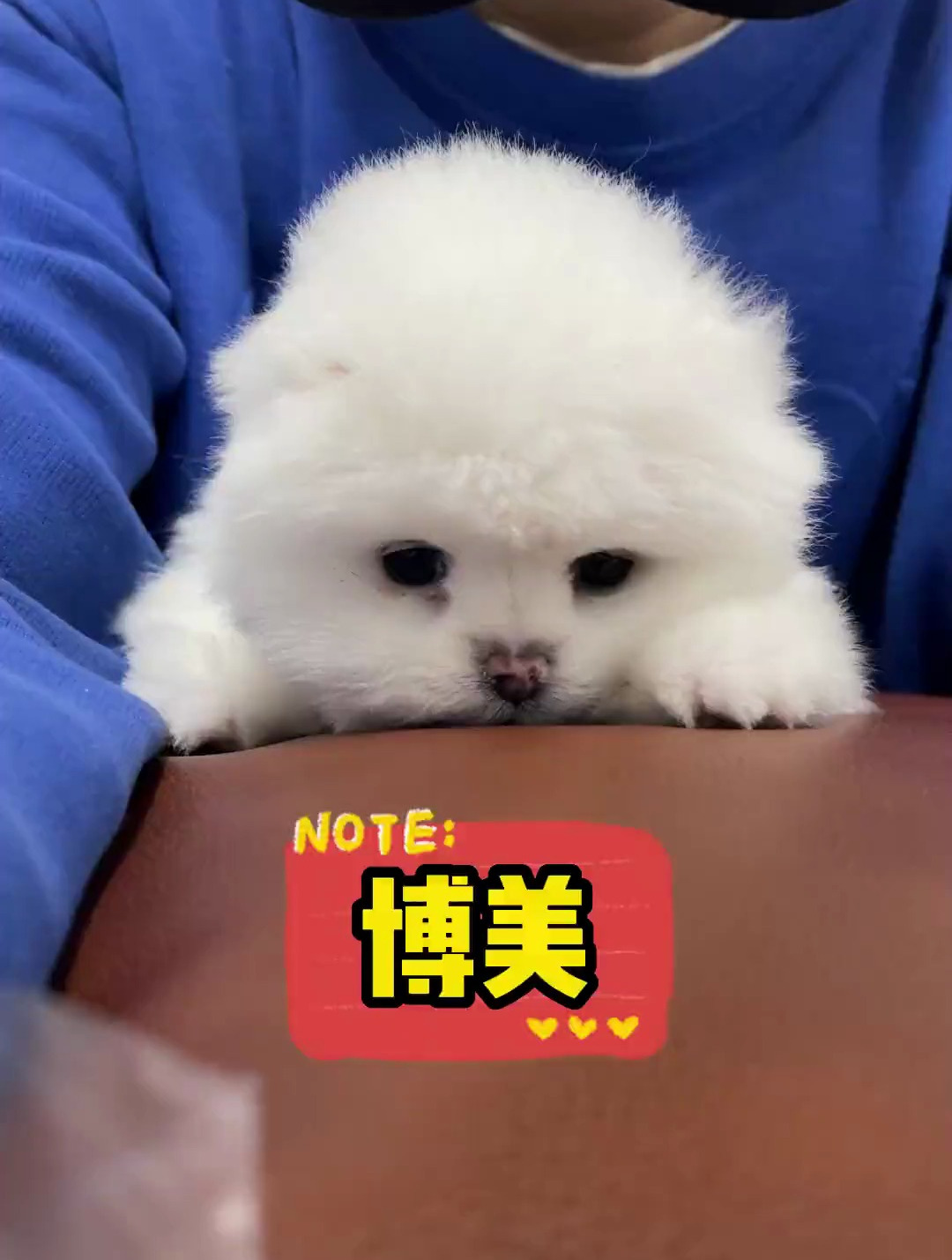 白色的博美我都有看走眼的时候长大了和你想象的完全不一样