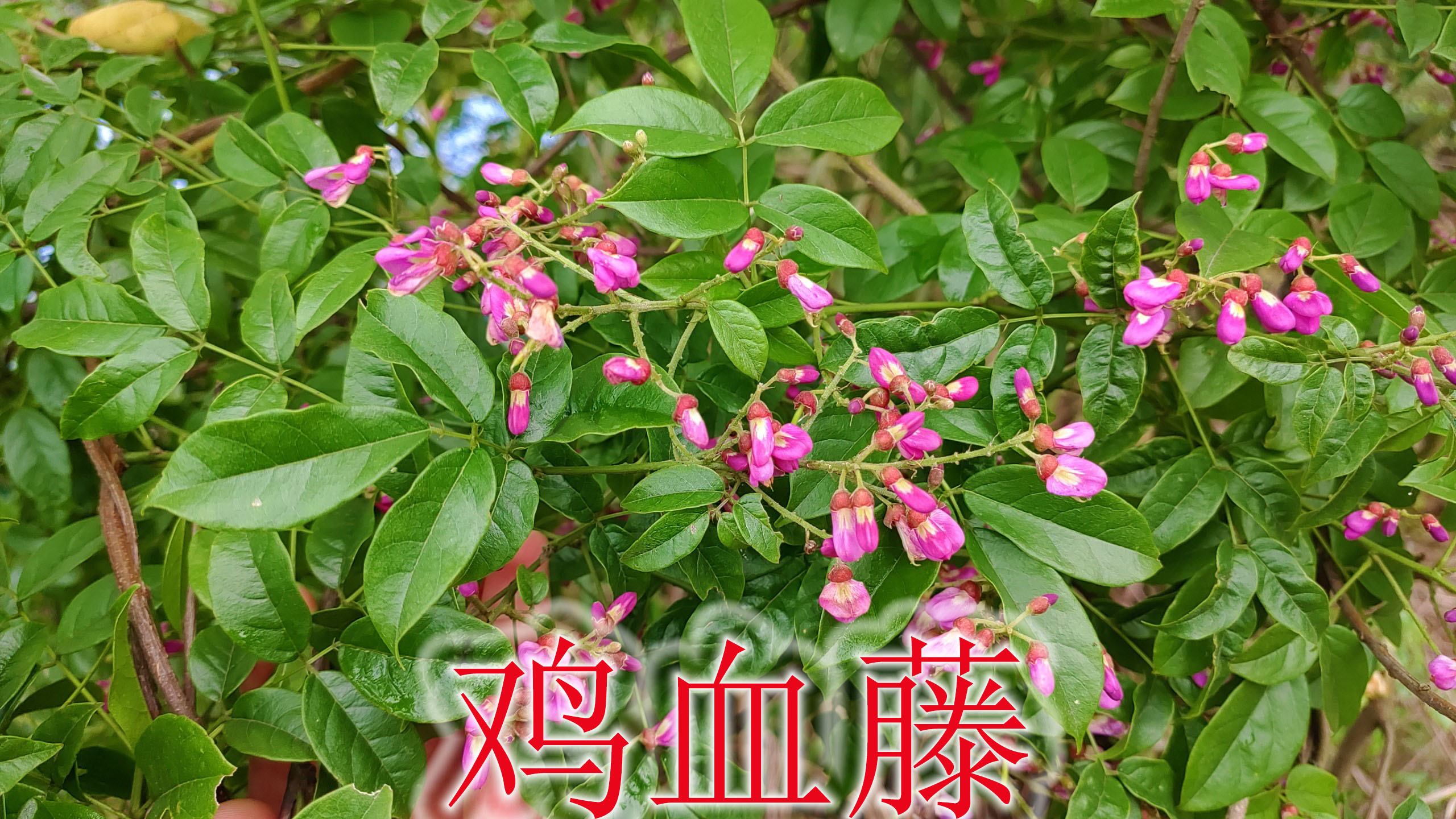 “鸡血藤”因血红浆汁得名,是珍贵野生药材,遇见可不要错过