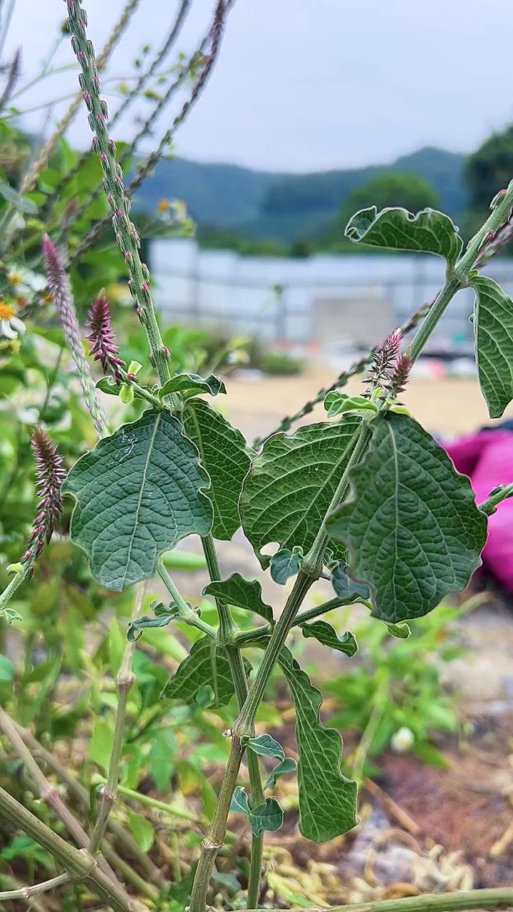 土牛膝,有人認識嗎?