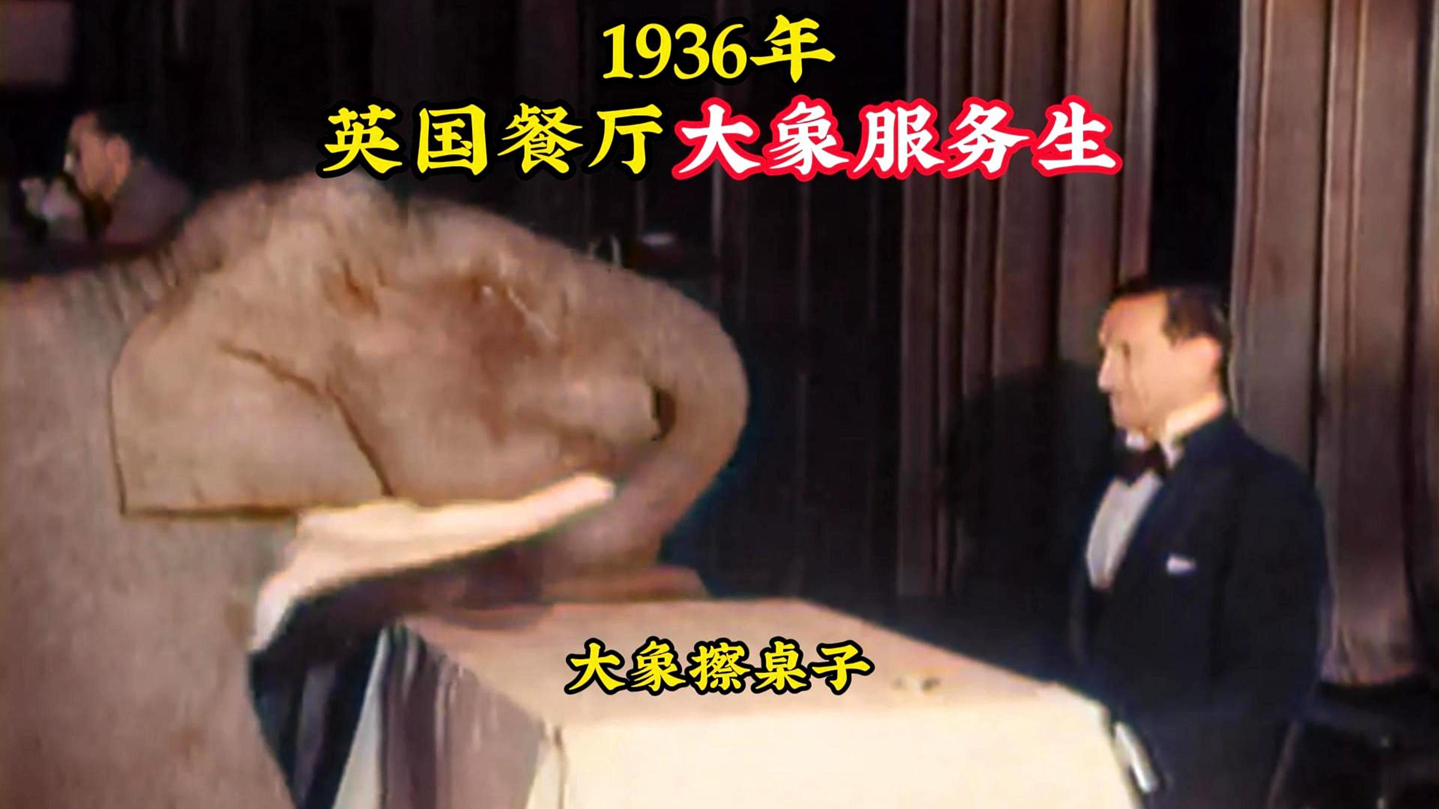 1936年真实影像:餐厅现身大象服务生,服务周到令人大开眼界