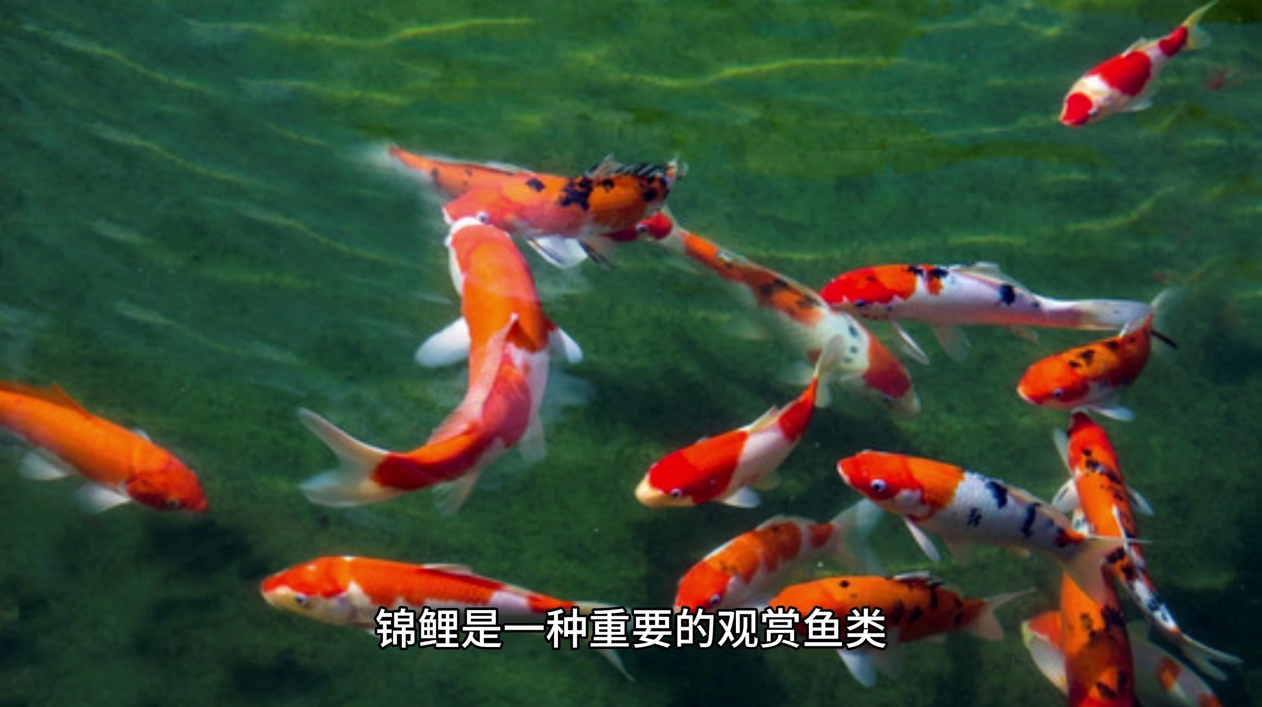 锦鲤的养殖技术!