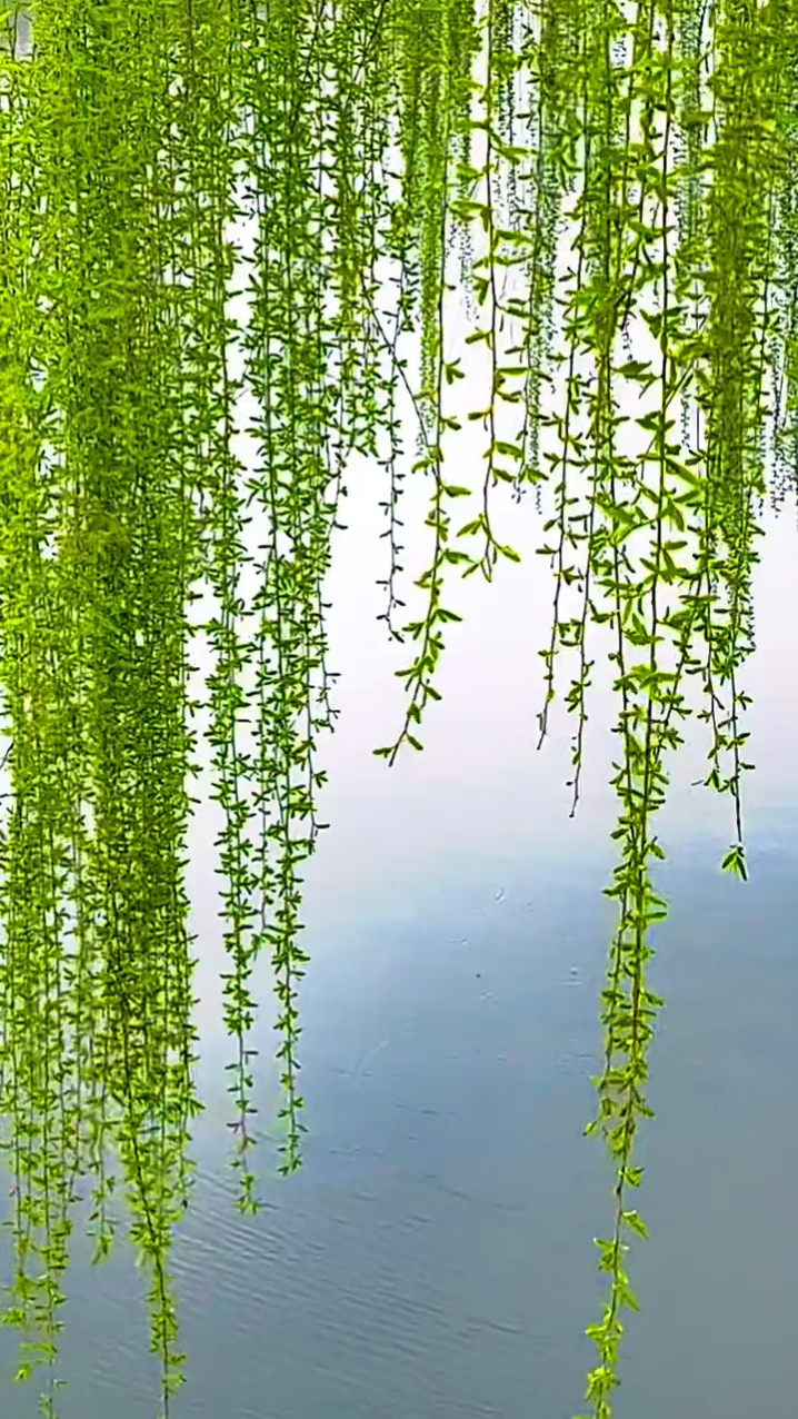 柳树的枝叶的颜色变化多端,有翠绿,深绿,墨绿-度小视