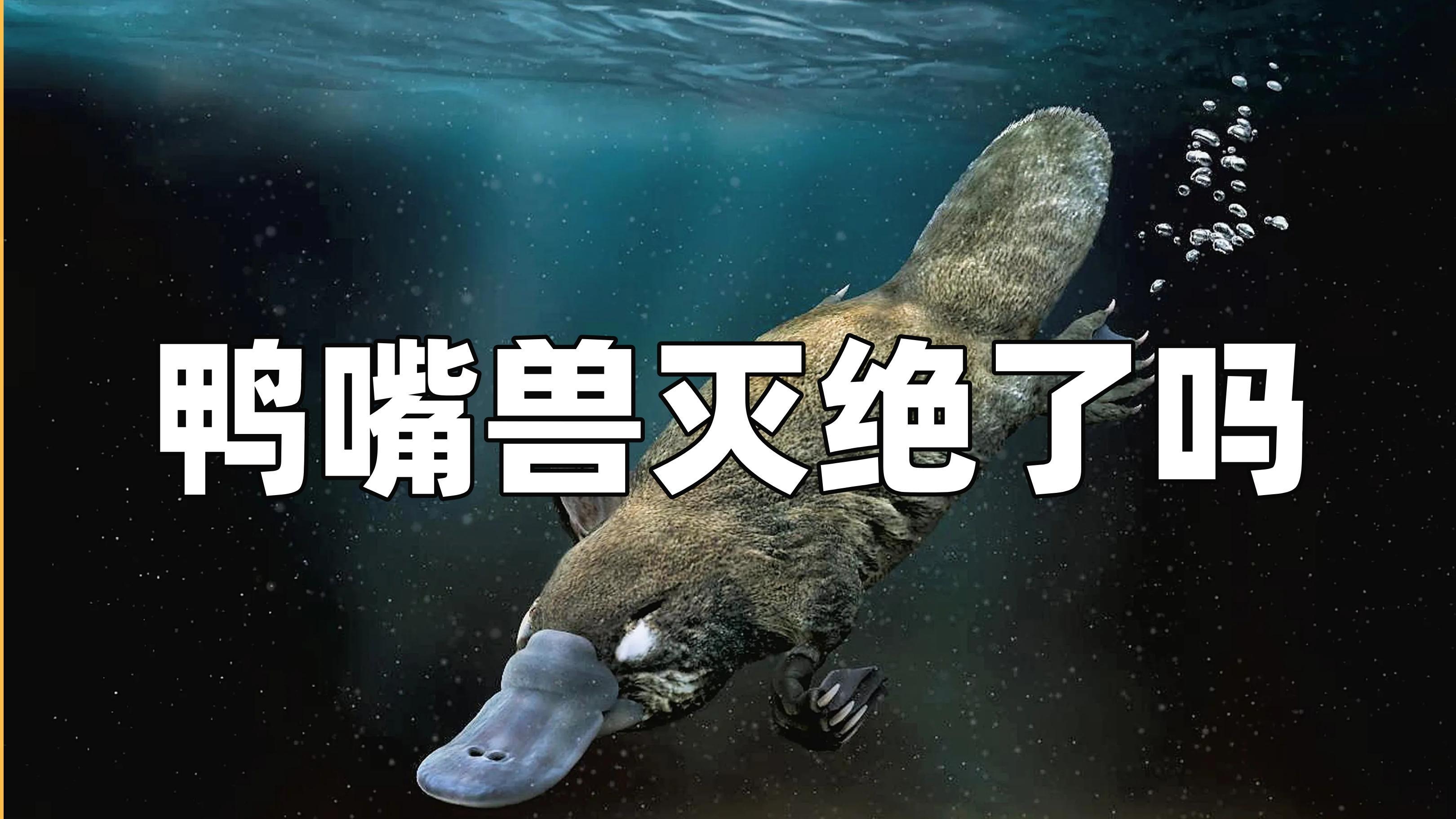 鸭嘴兽灭绝了吗?它身上到底有多少谜团,让科学家们为之痴狂