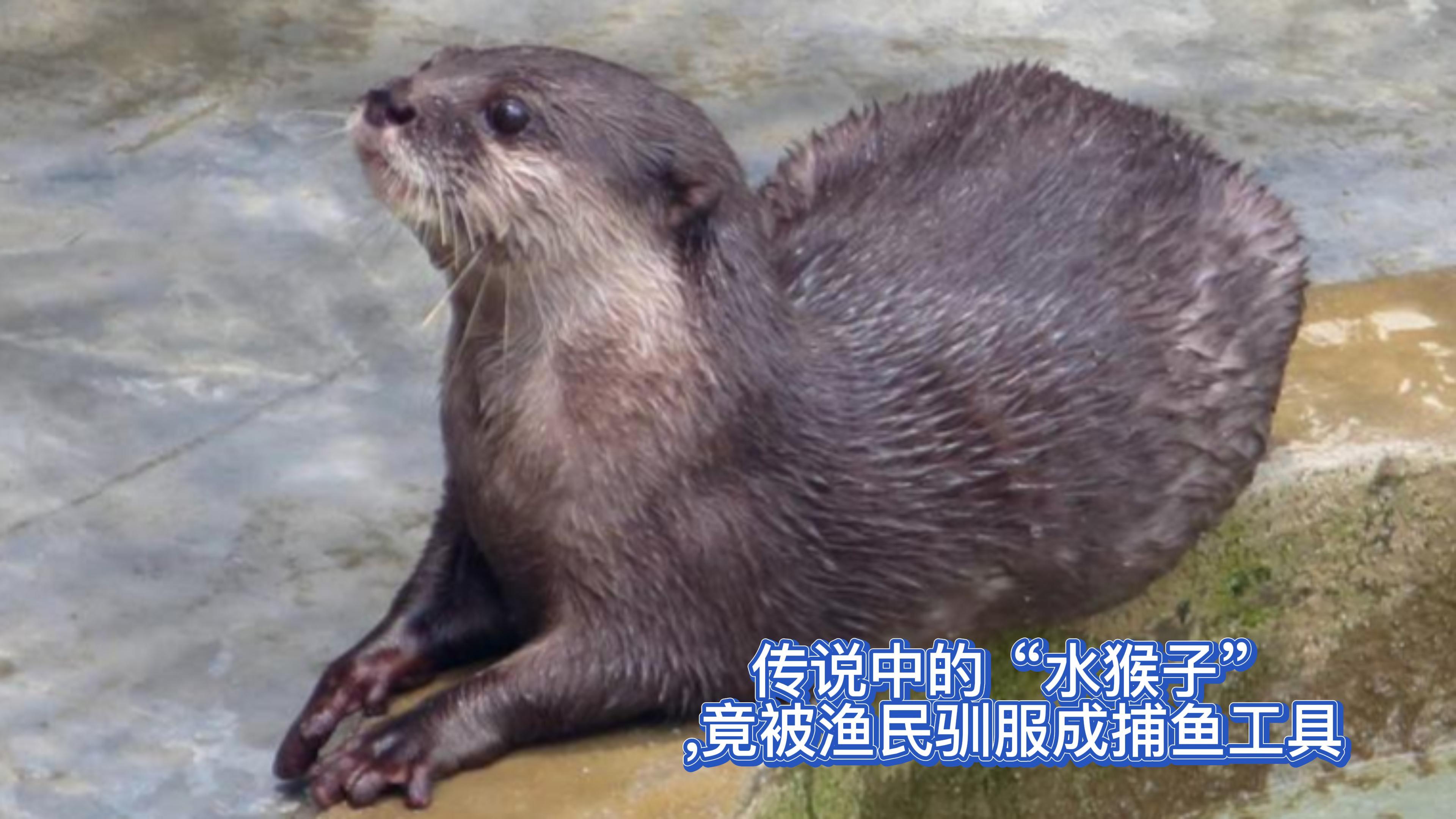 传说中的“水猴子”,竟被渔民驯服成捕鱼工具