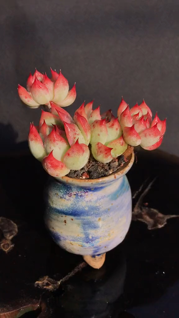 多肉植物 桃太郎