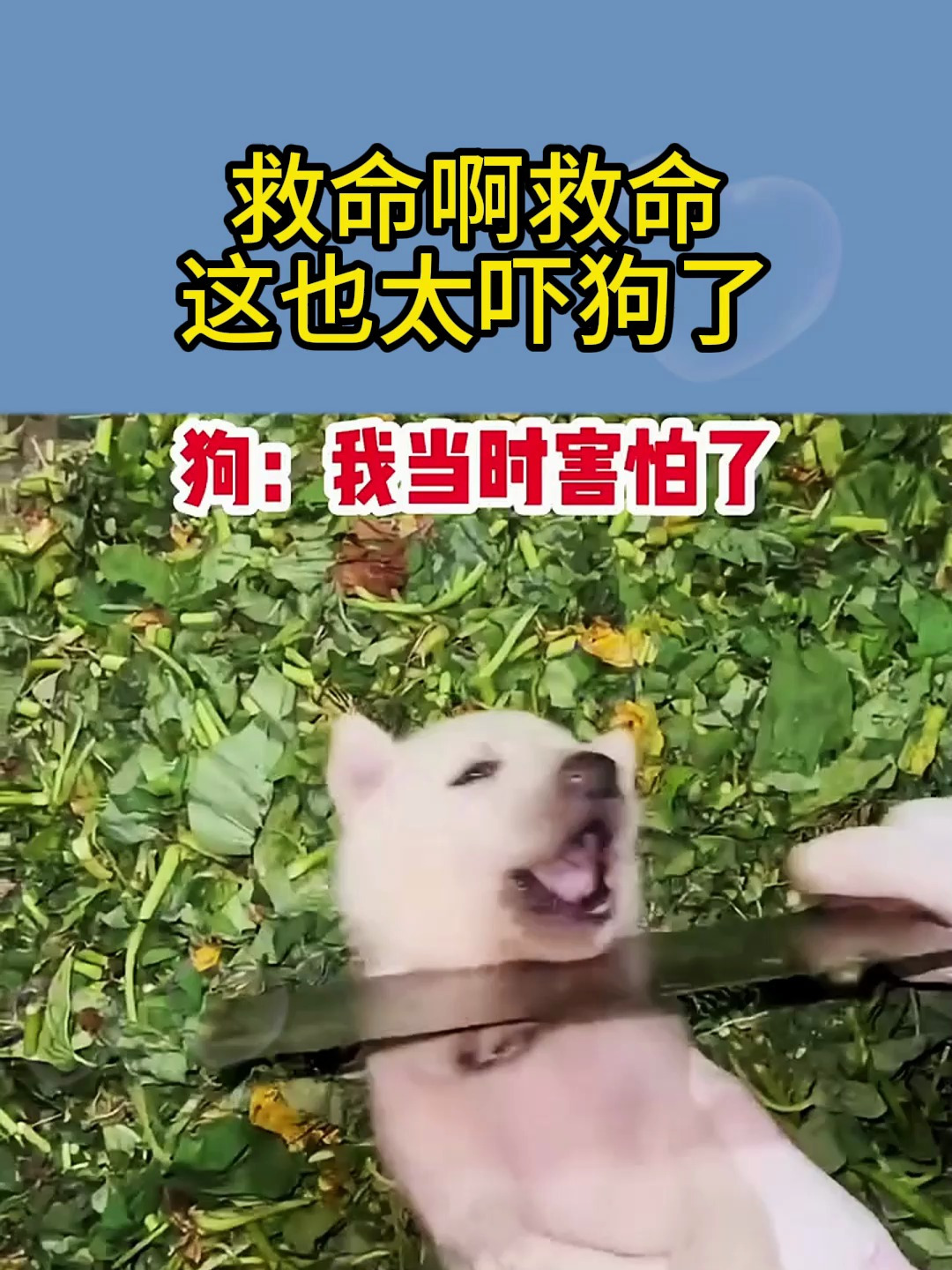 救命啊救命!这也太吓狗了