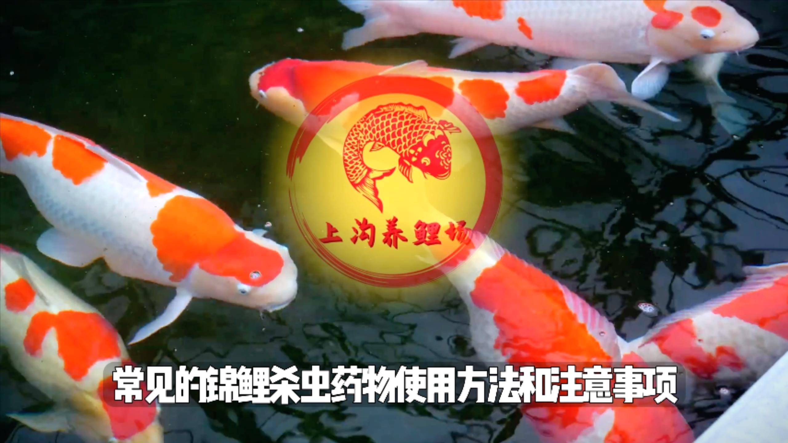 锦鲤杀虫用药请参考这个视频!盘点锦鲤杀虫药物的用量和注意事项