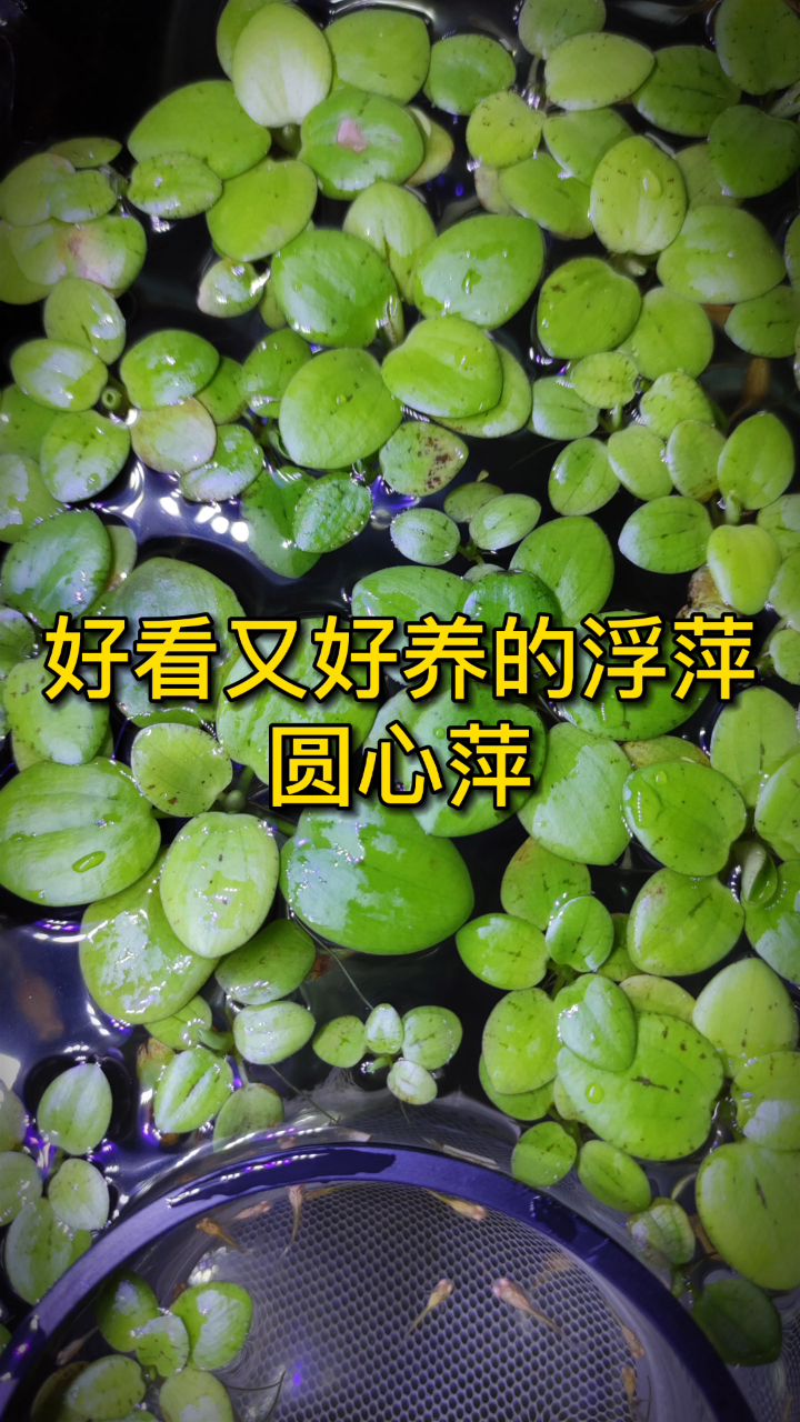 鱼缸里好看又好养的存在圆心萍浮萍怎么养