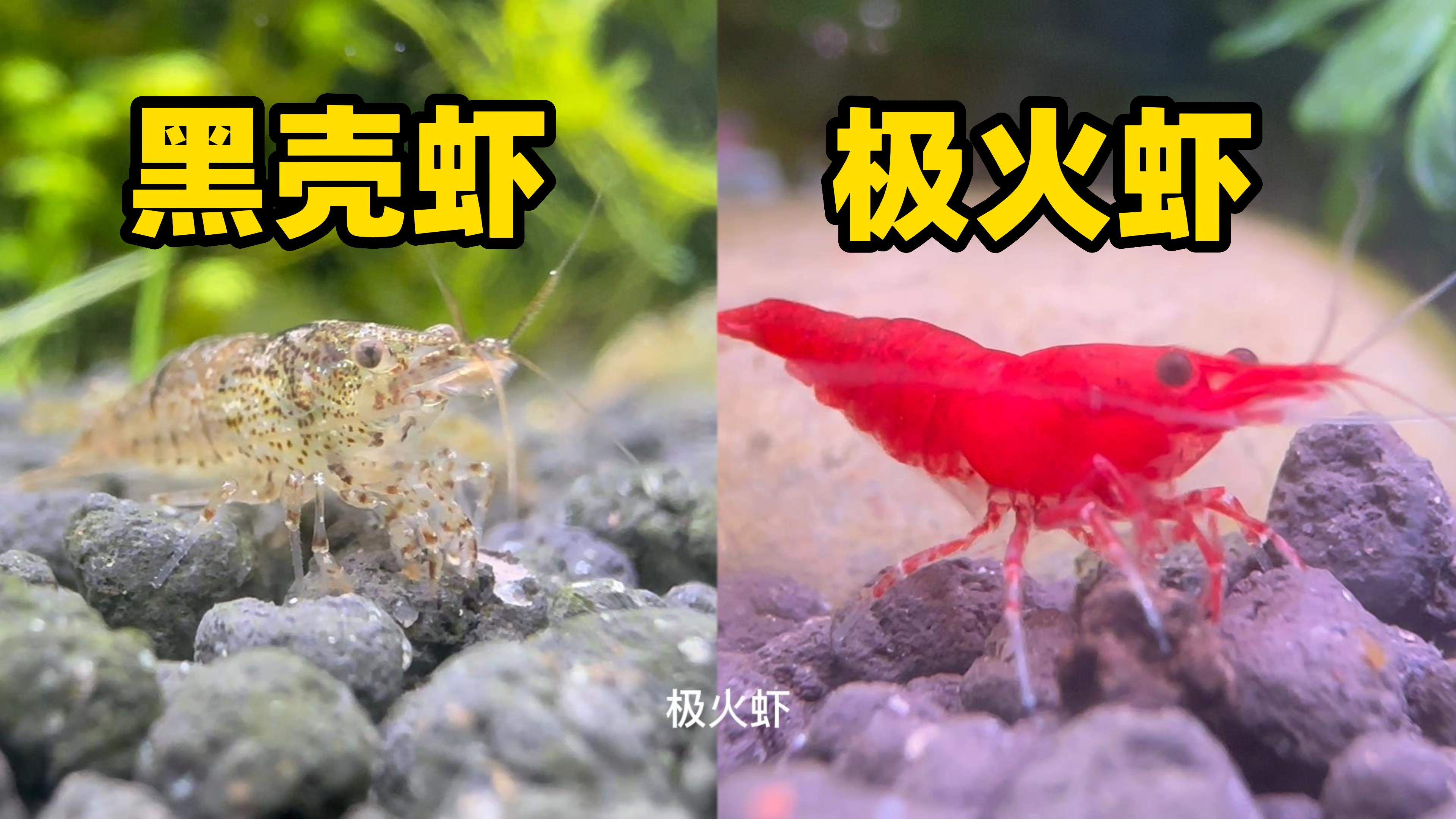 黑壳虾能长成极火虾吗?