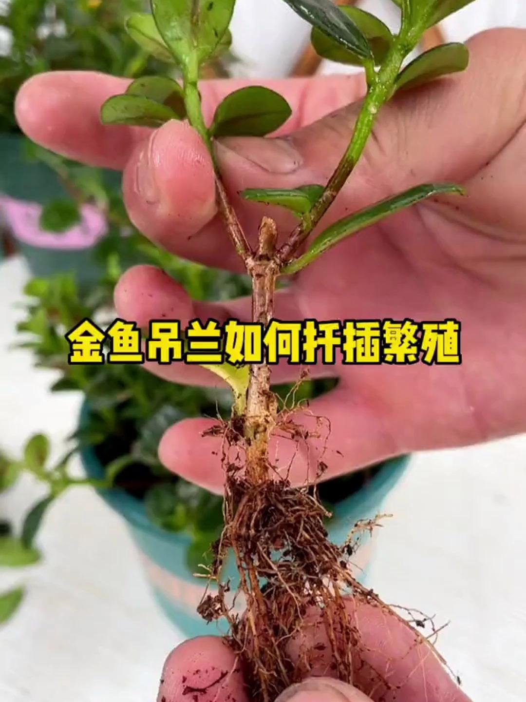 金鱼吊兰扦插繁殖方法!