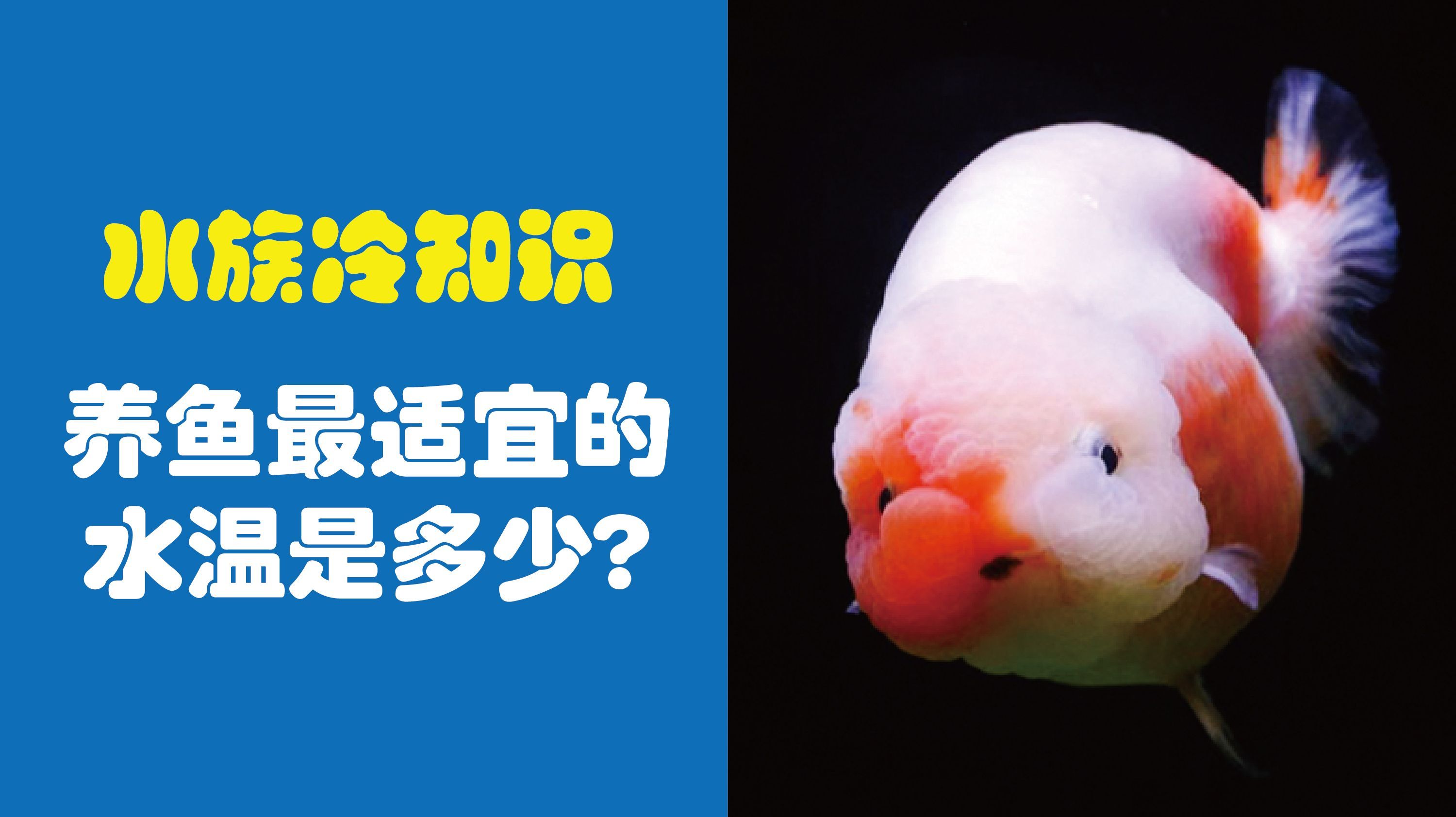 养鱼最适宜的水温是多少