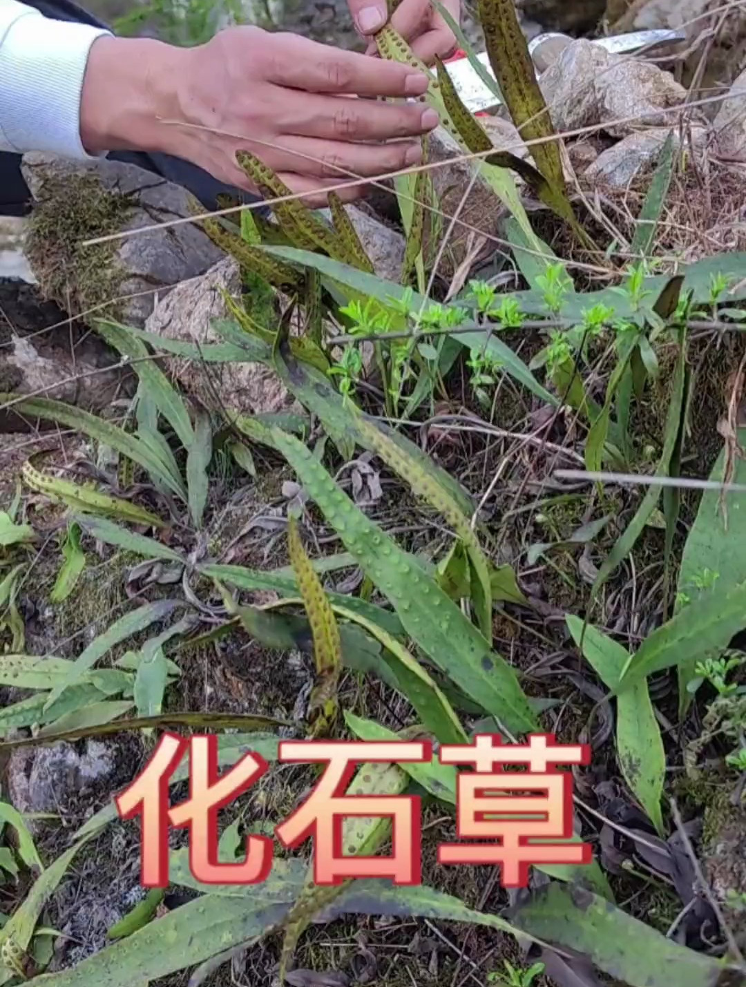 今天找到的是化石草