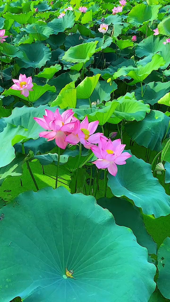 一阵风吹来,荷花翩翩起舞,那形貌千姿百态,美不可言