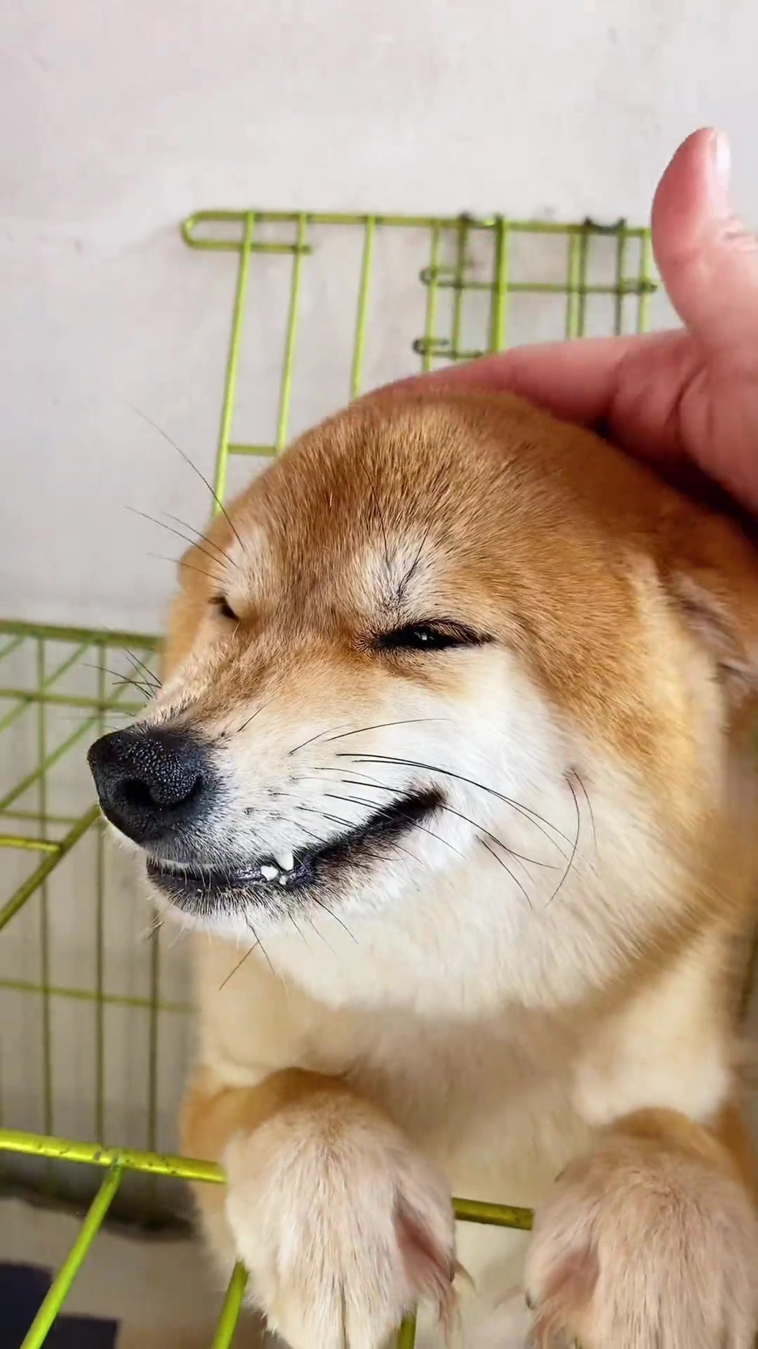 甜甜太治愈啦治愈系笑容柴犬柴犬表情包-度小视