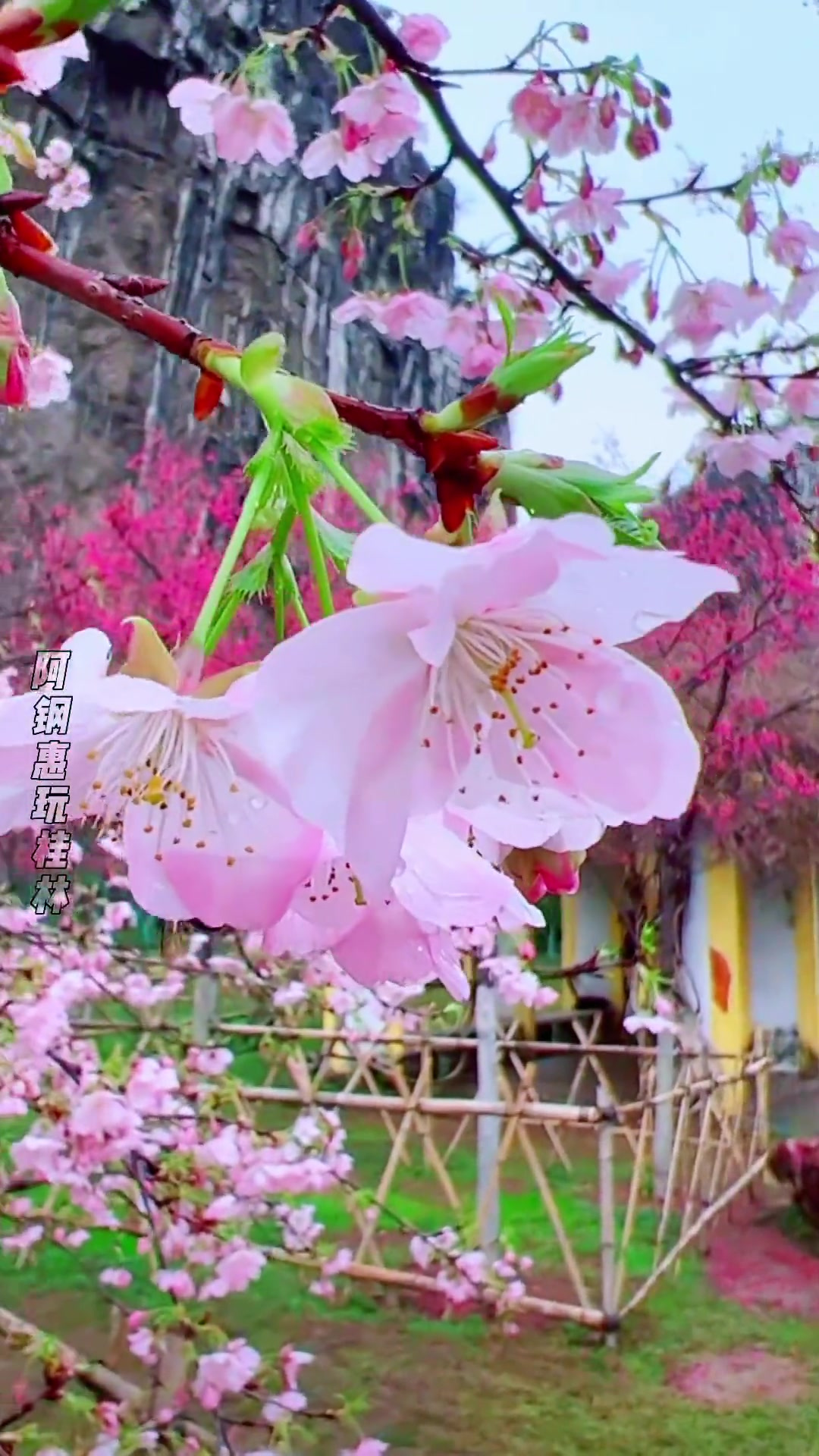 桂林南溪山公园的樱花开啦