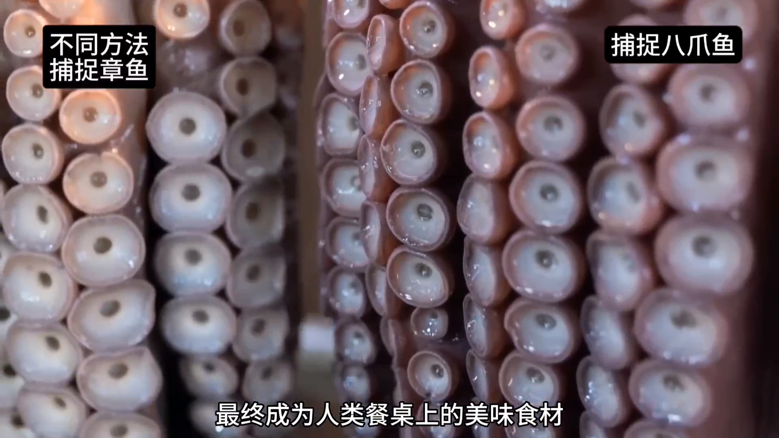 将400个串联在一起的网格陷阱,投入海里捕捉章鱼,方法不止一种