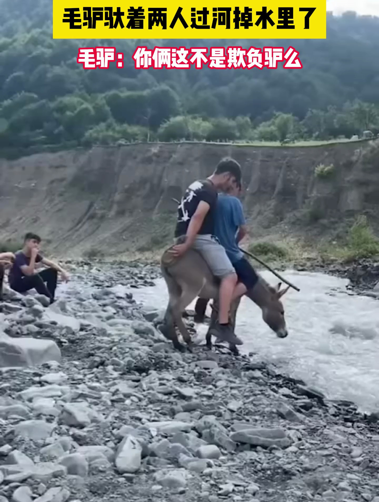 毛驴驮着两人过河掉水里了,毛驴:你俩这不是欺负驴么-度小视