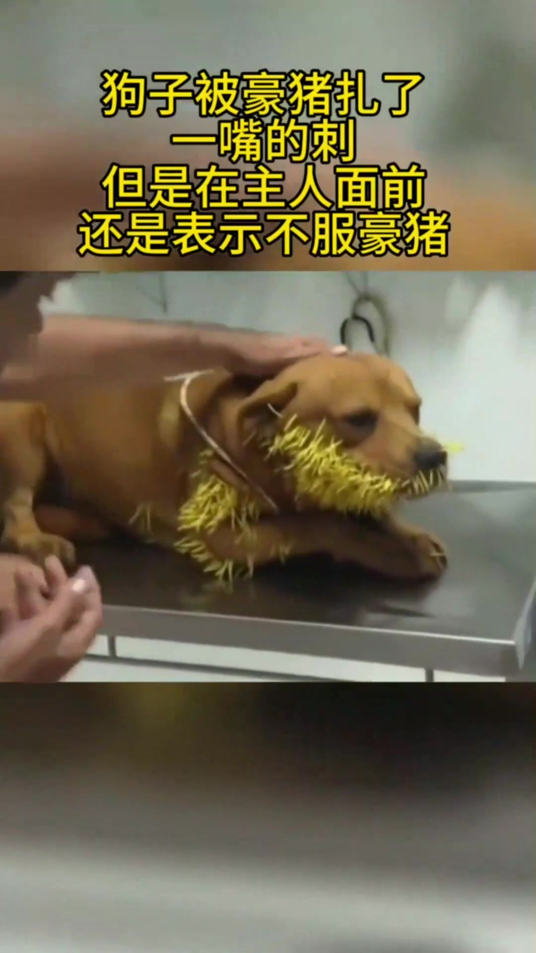 狗子被豪猪扎了一嘴的刺,但是在主人面前还是表示不服豪猪
