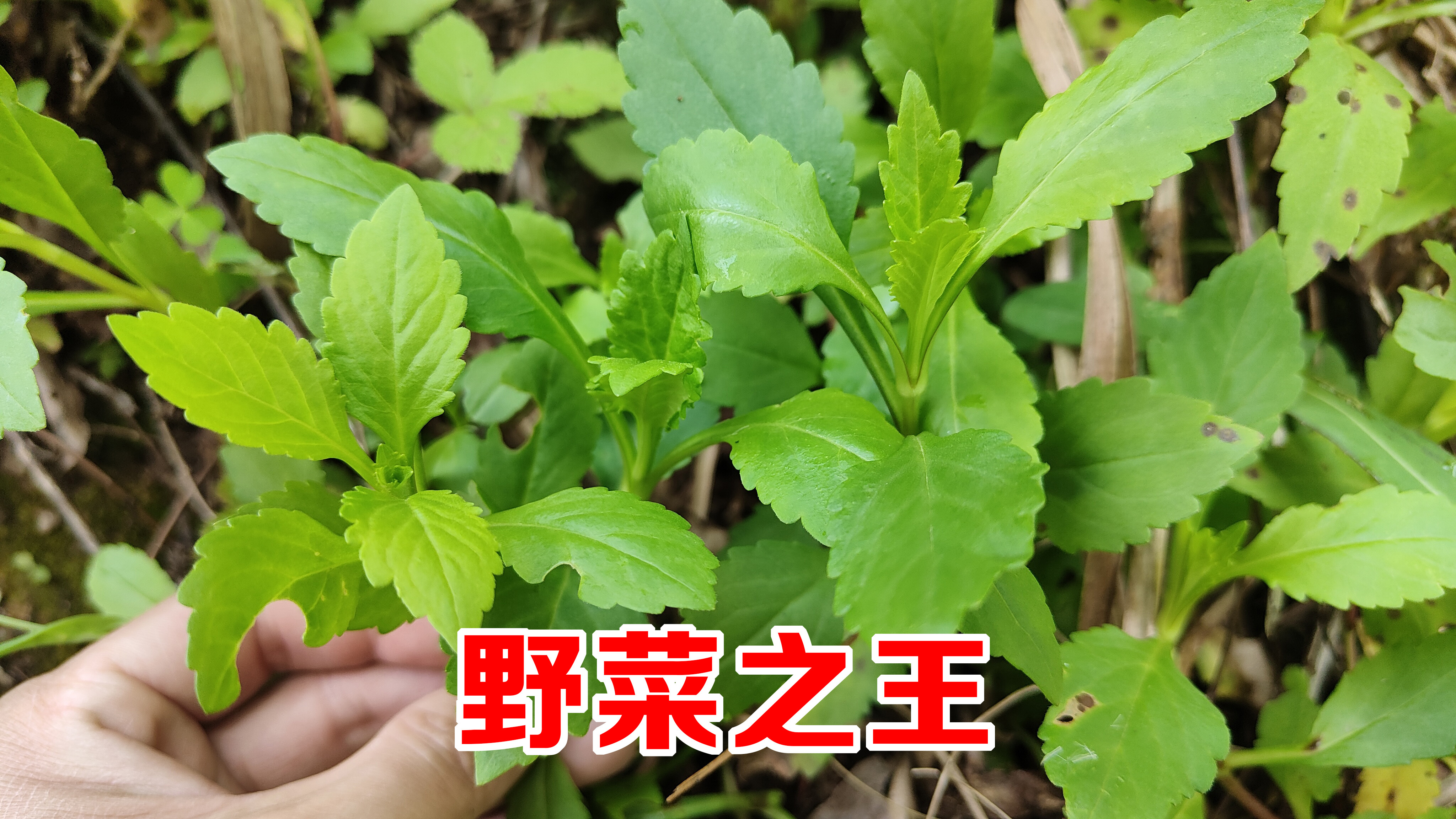 这叫苦斋婆，号称“野菜之王”，广东人最爱的野菜之一，你吃过吗