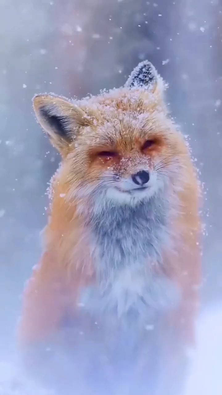 冬天的白雪加上最美雪中狐仙真的是太漂亮了