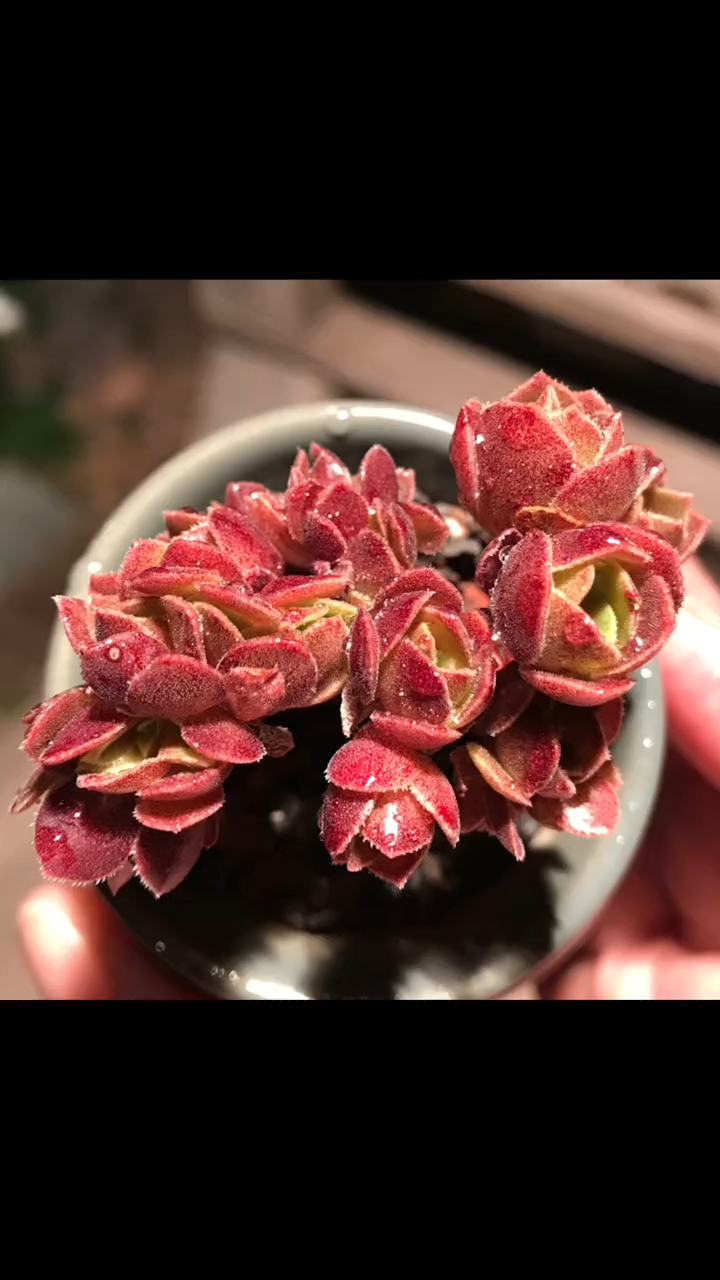 韶羞 老桩无砍整 多肉养护